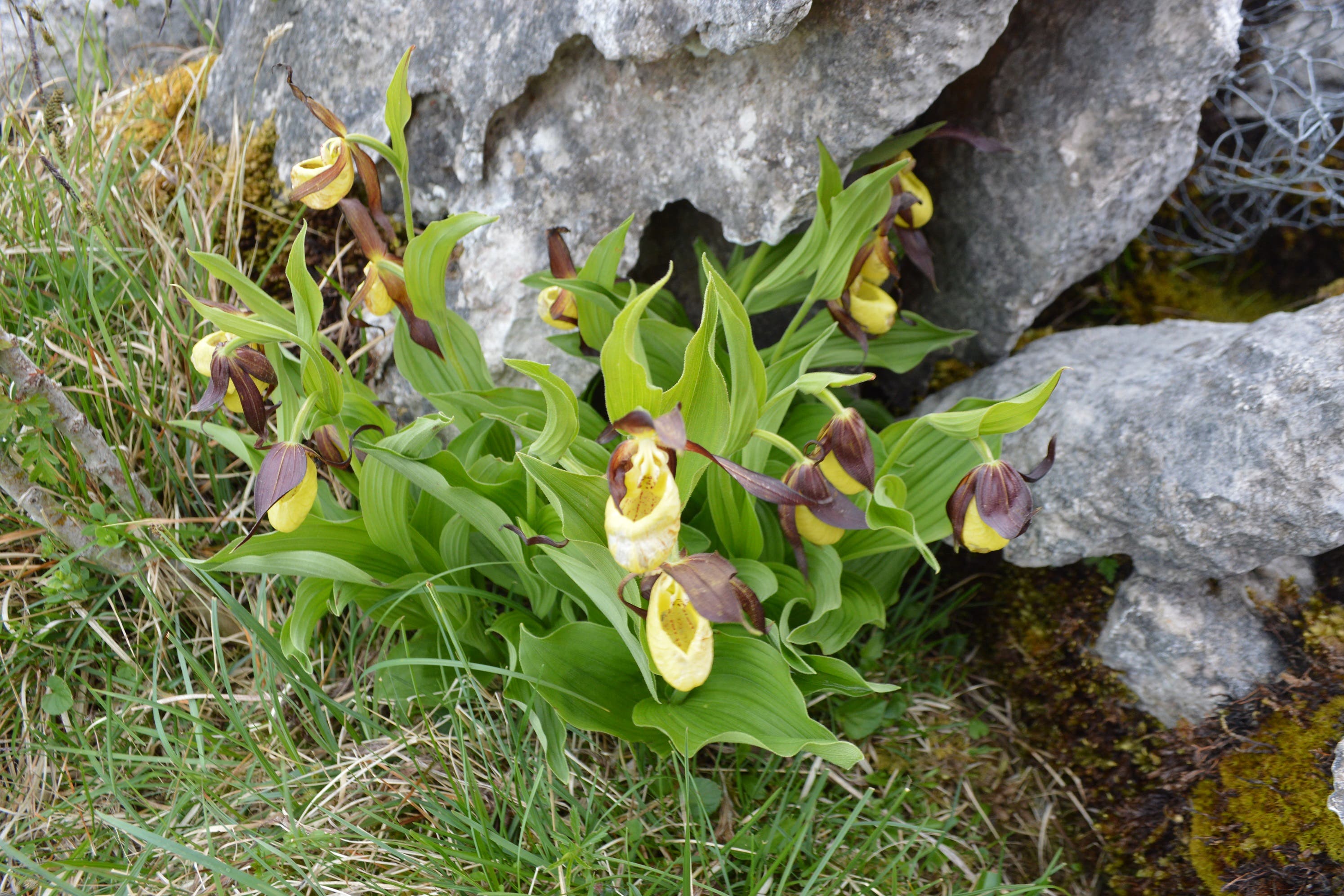 Lady’s-slipper orchids growing below a rock