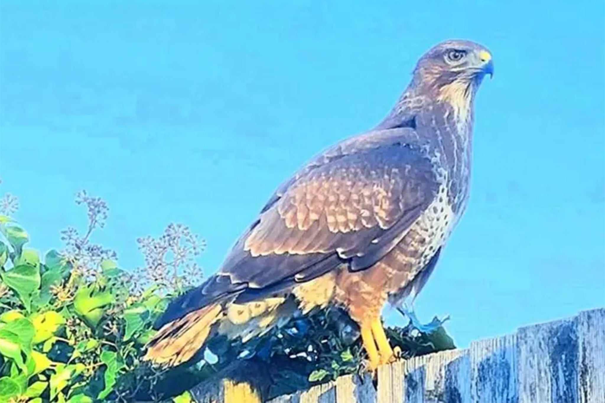 The buzzard has forced teachers to keep pupils inside