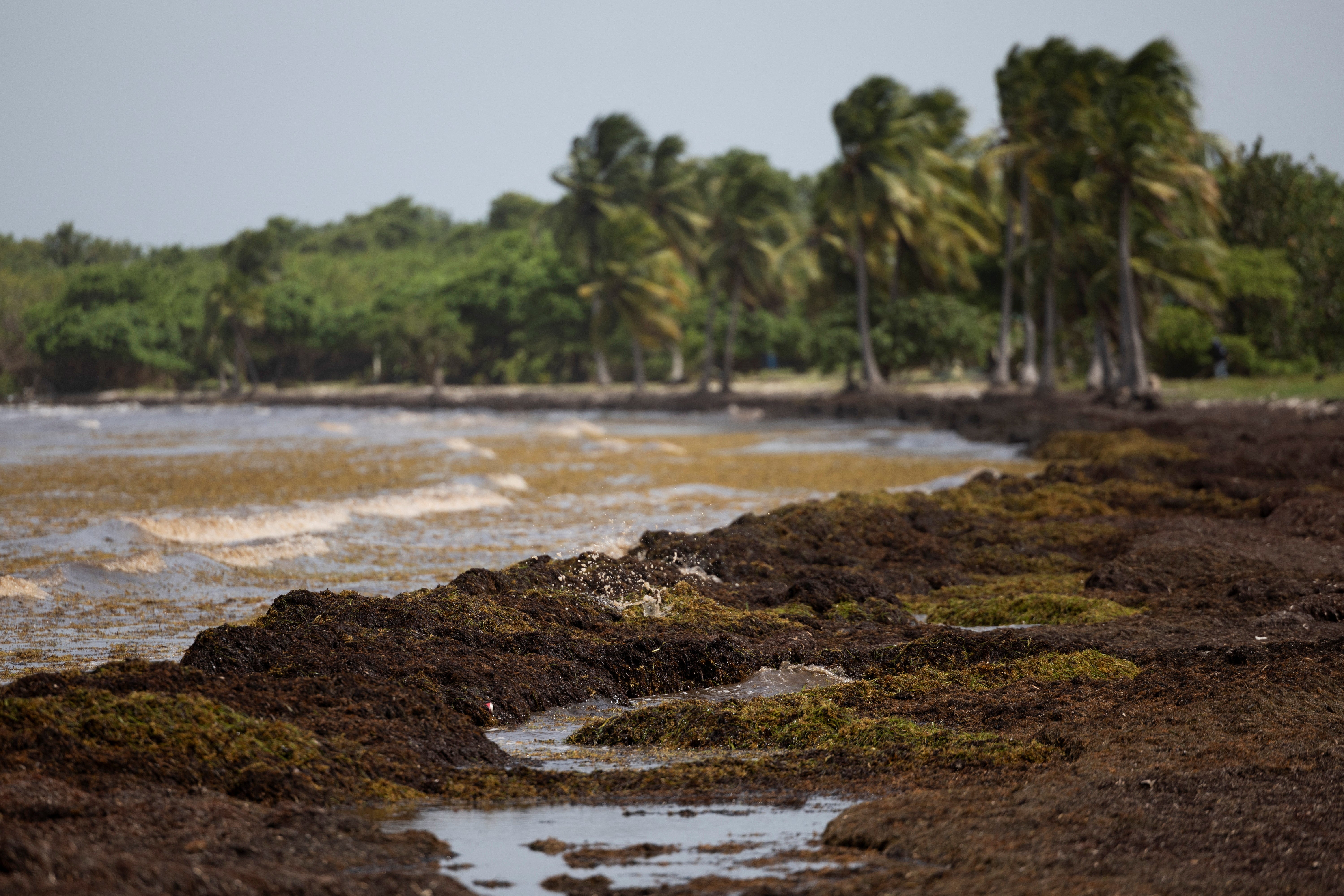A record amount of sargassum seaweed amassed across the Caribbean