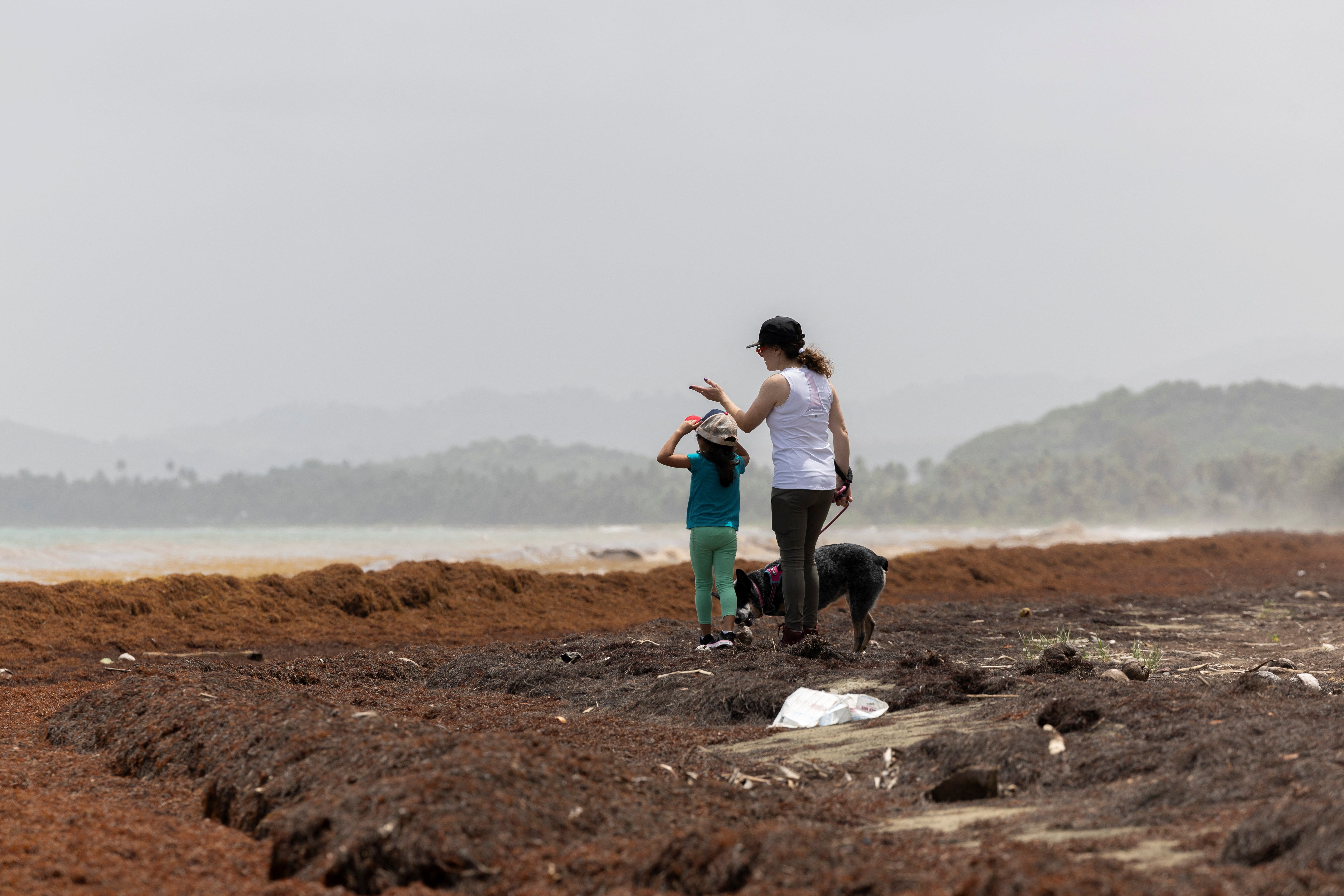 A woman walks a dog with a girl on a beach covered in sargassum seaweed