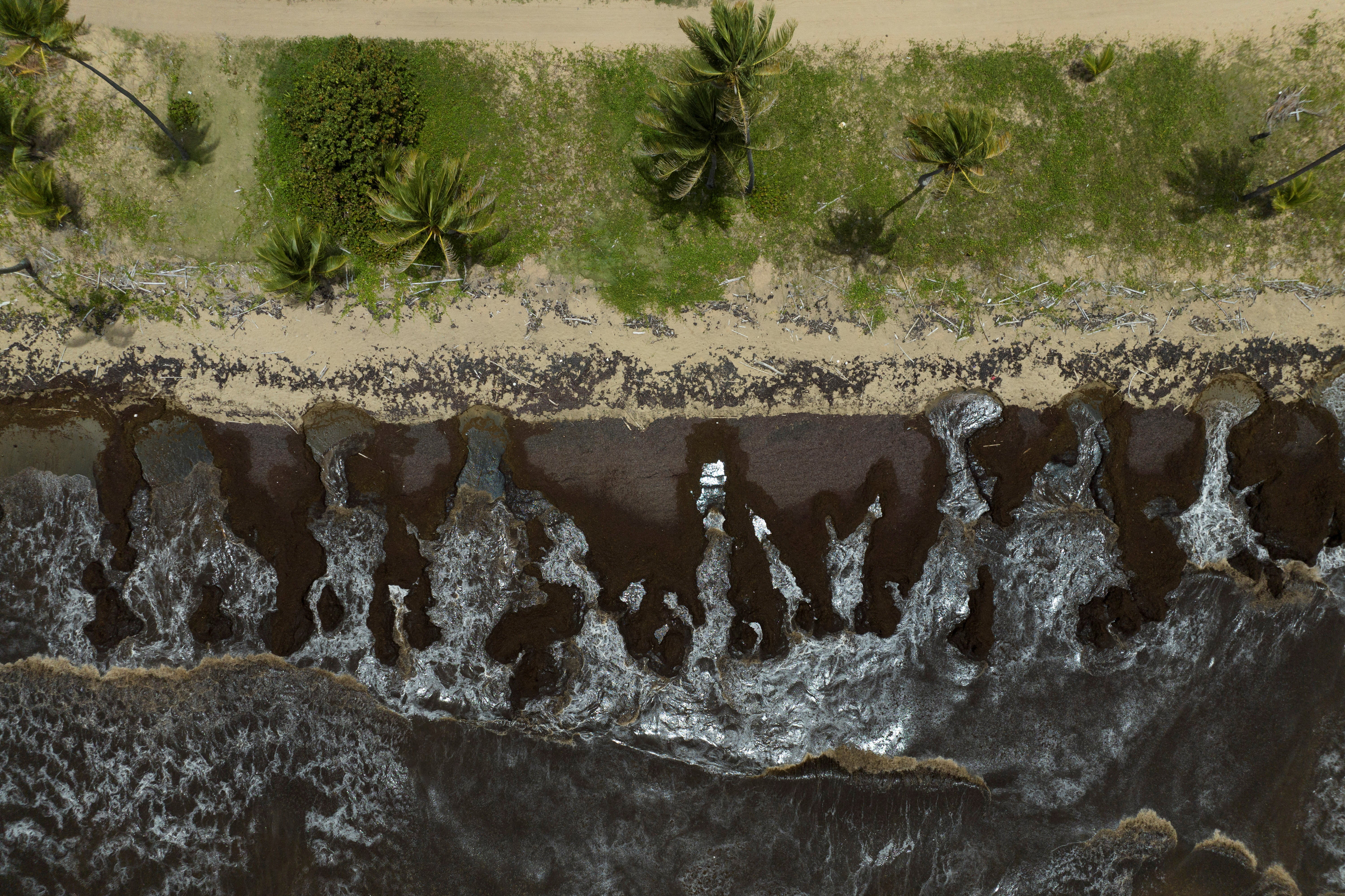 A drone view shows a beach covered in sargassum seaweed washed ashore in Yabucoa, Puerto Rico