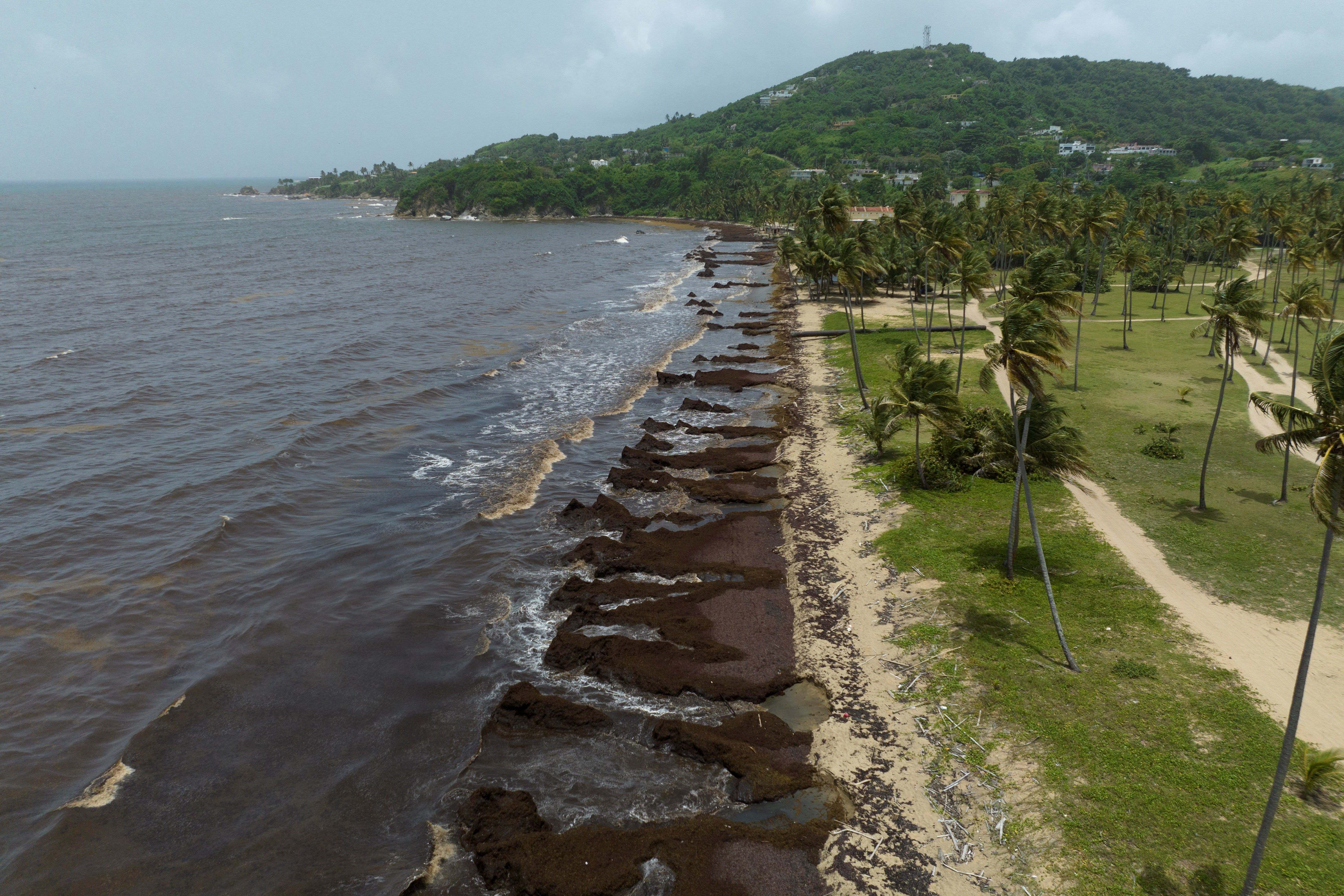 A drone view shows a beach covered in sargassum seaweed