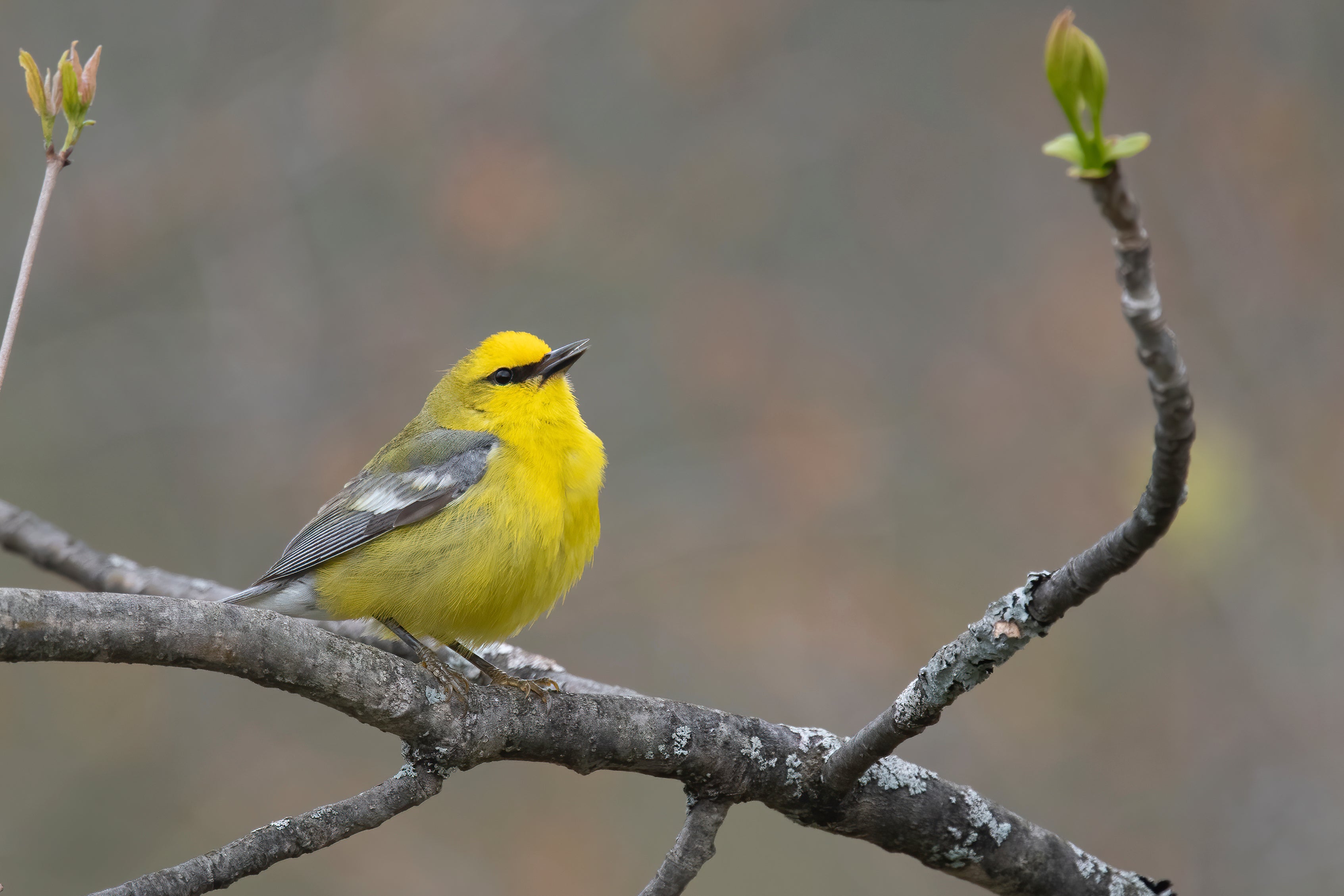 Gardening-Noise Pollution