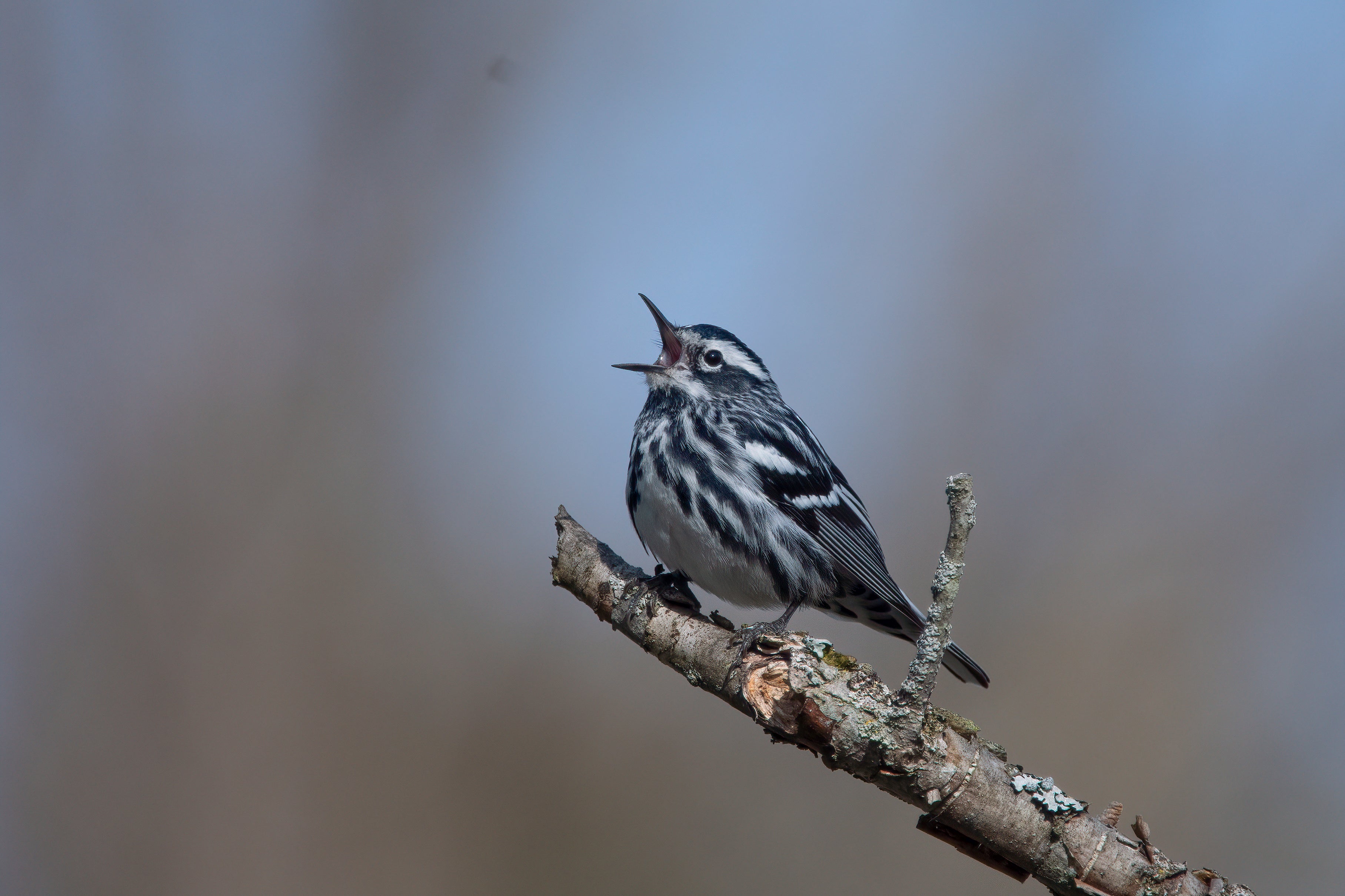 Gardening-Noise Pollution