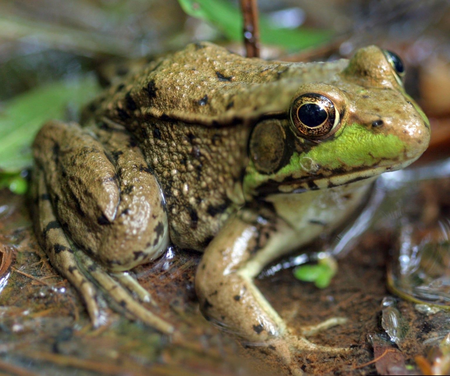 Gardening-Noise Pollution
