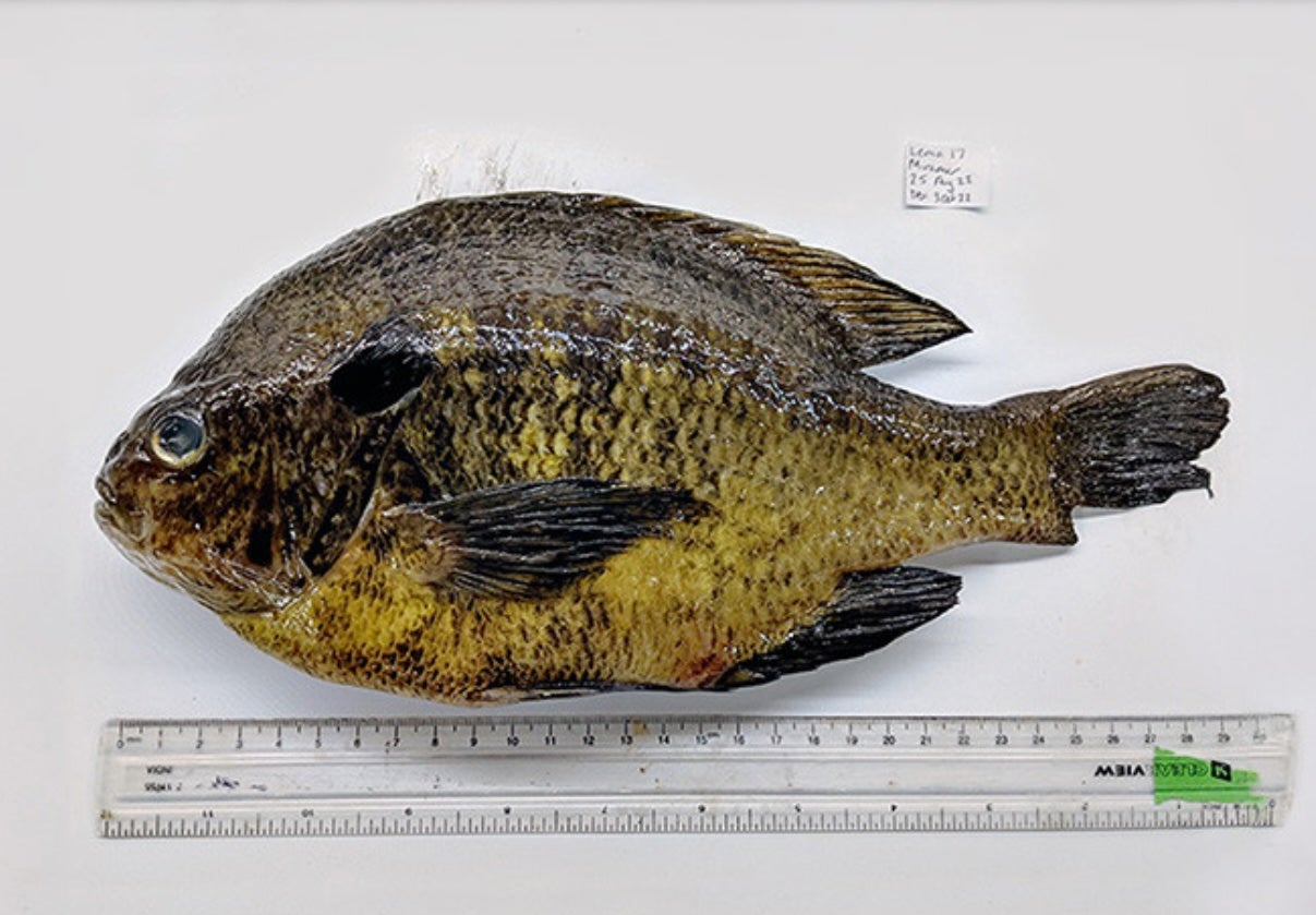 More than 90 percent of freshwater fish game in Southern California contain a parasite that’s capable of leading to rare but severe health outcomes in humans. The fish included this bluegill and largemouth bass