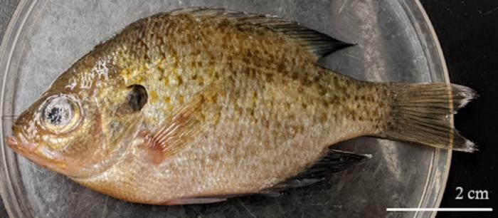 Foodborne trematode infections cause 2 million life years lost to isability and death worldwide every year. But, infection can be avoided