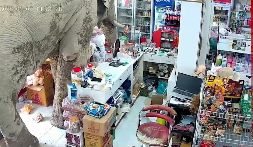Plai Biang Lek invades a grocery store in Thailand