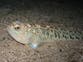 Warning issued over return of venomous weever fish lurking under sand on British beaches