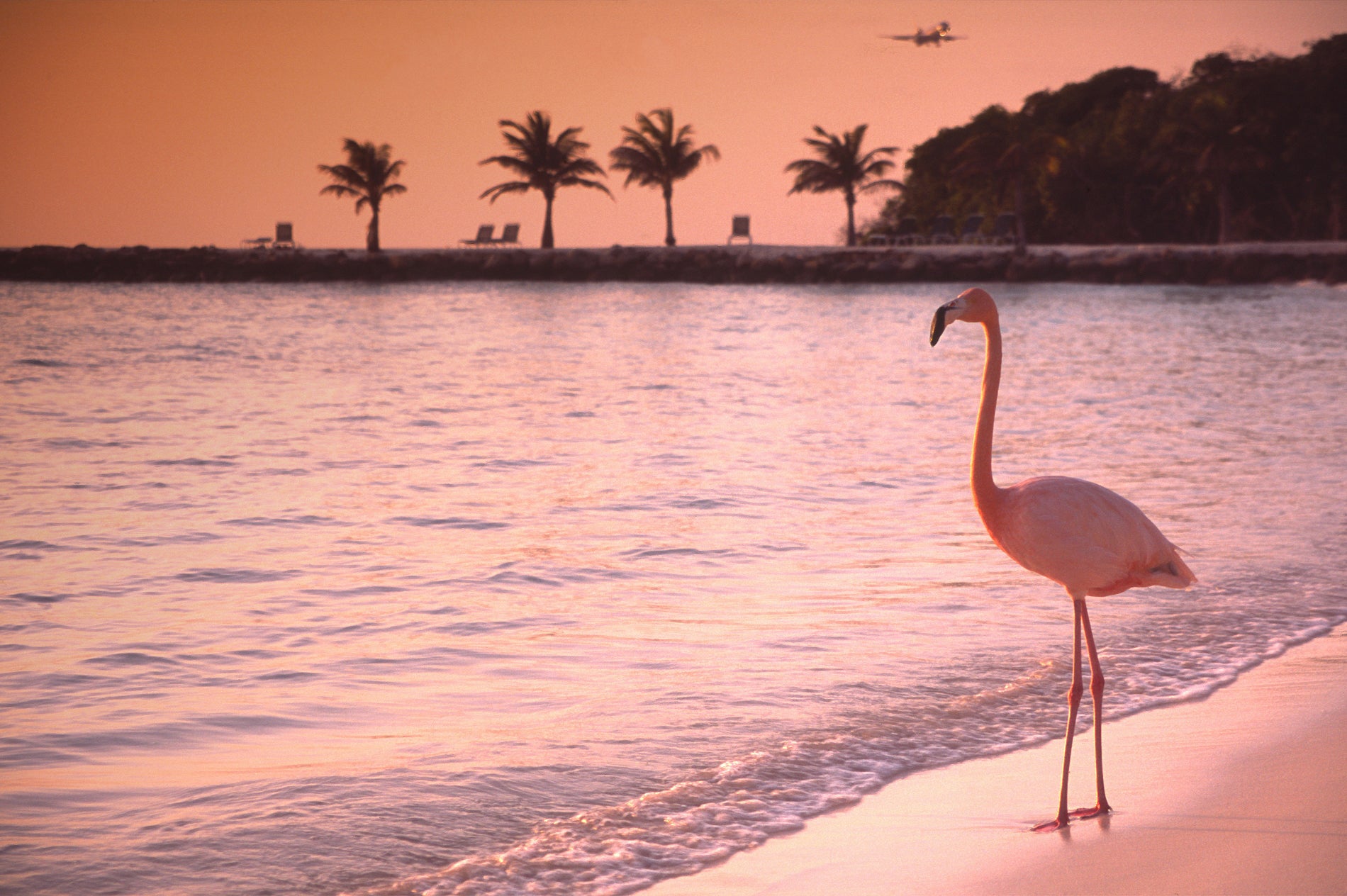 Pink flamingo symbols can be used by cruise ship passengers to indicate they're keen on swinging