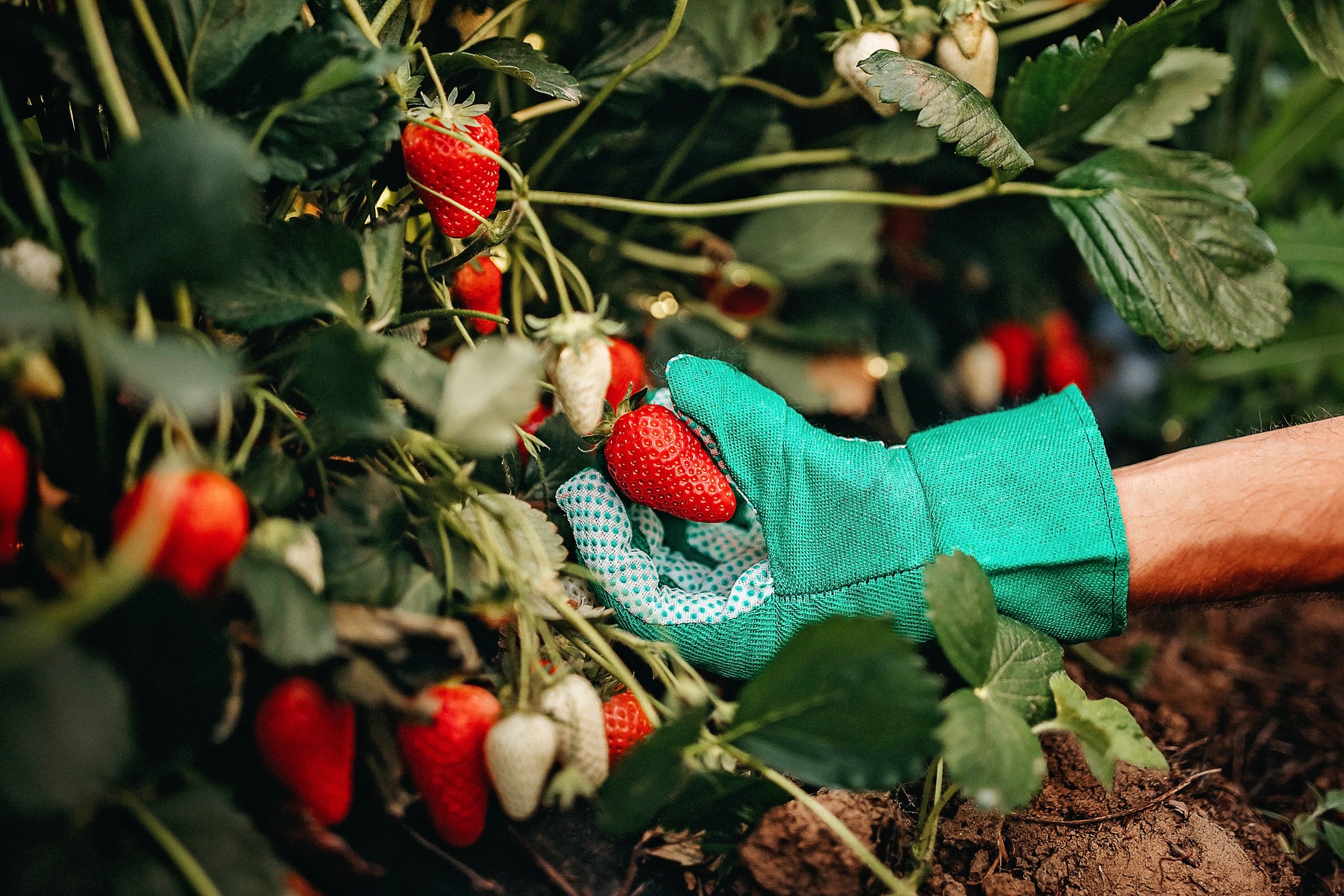 Strawberry season in the UK has arrived ahead of schedule this year