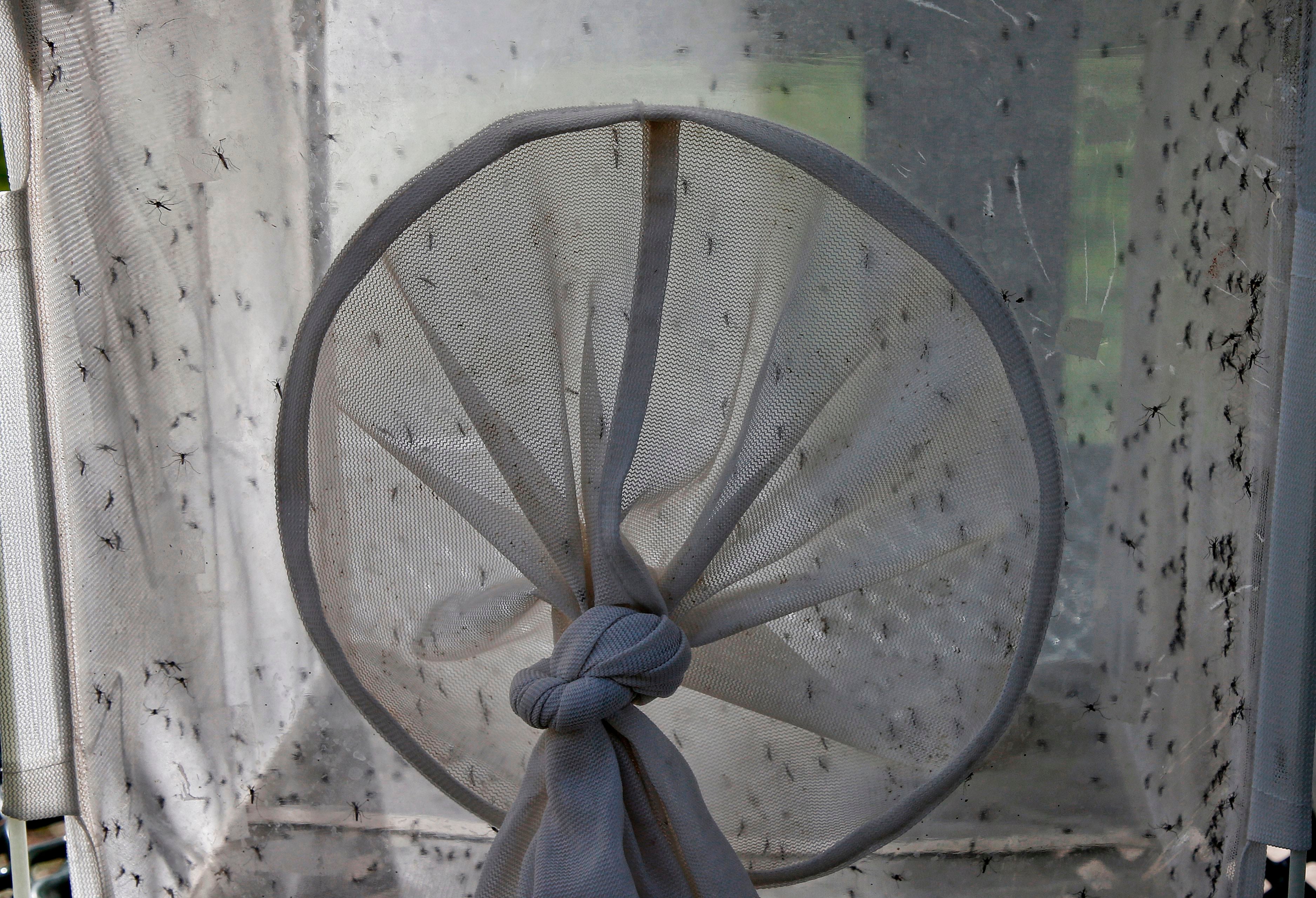 Efforts to suppress mosquito populations have been in the works for years. But, the world is becoming increasingly hospitable to the vectors