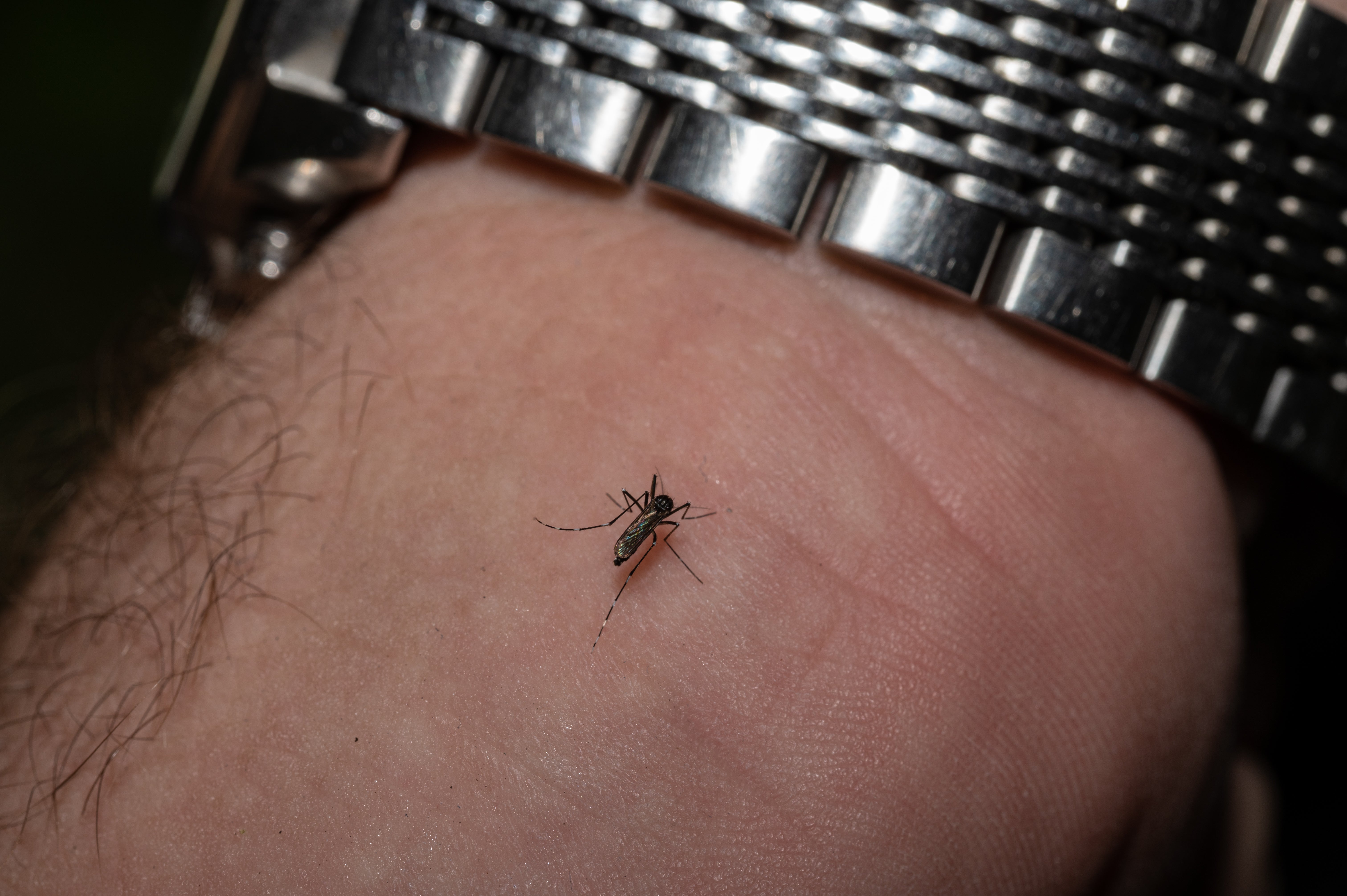 Scientists now have multiple ways to kill blood-sucking and disease-riddled mosquitoes. But, should they?