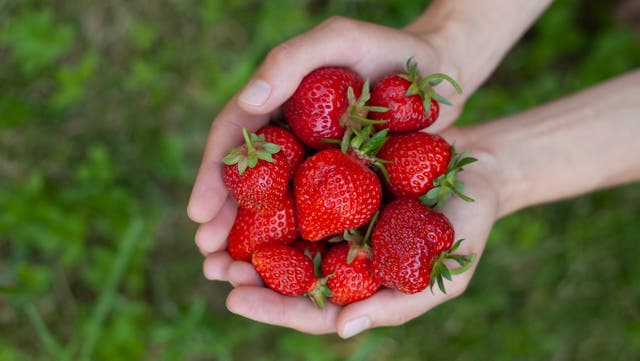 <p>It’s not too tricky to grow your own strawberries</p>