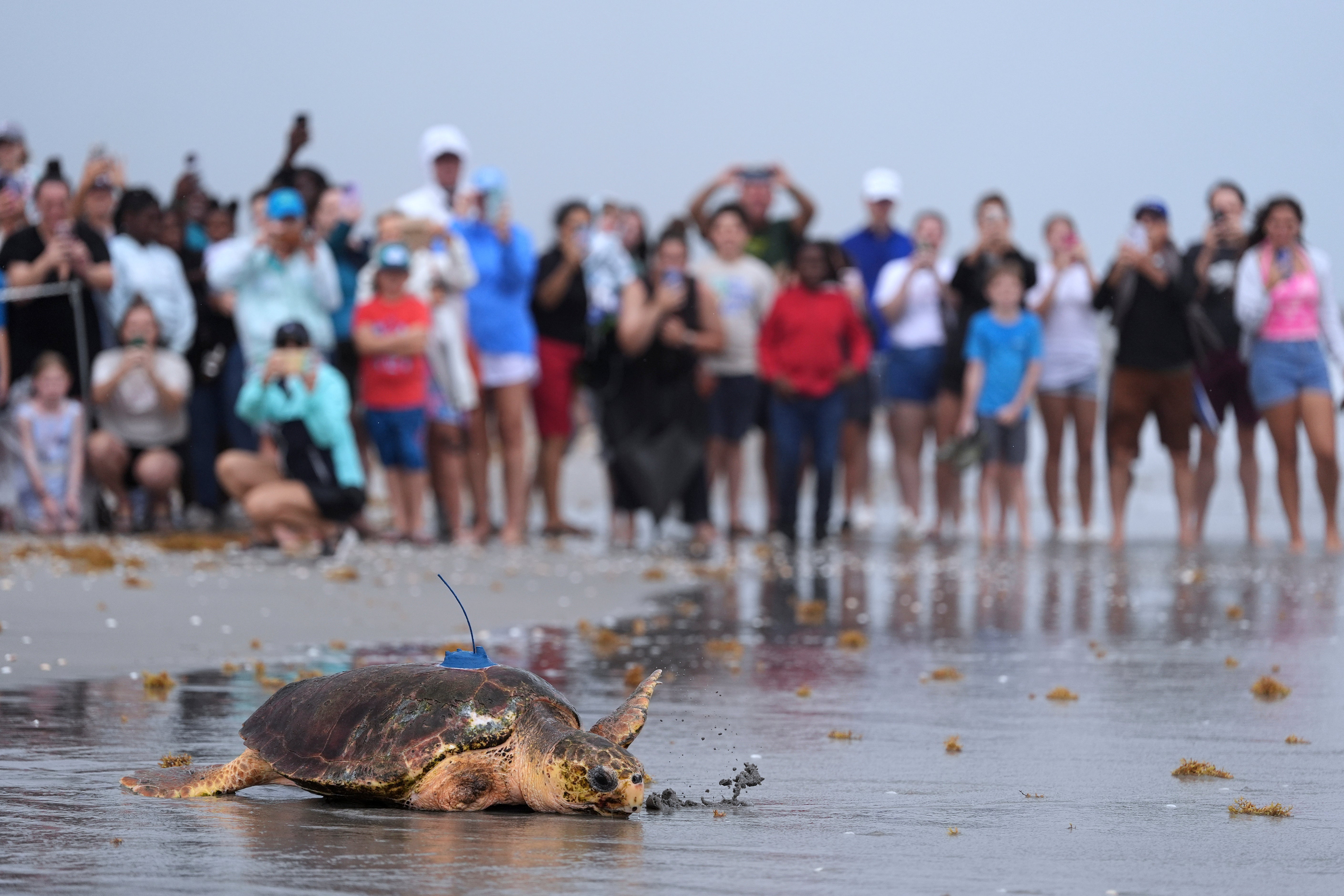 Turtle Release
