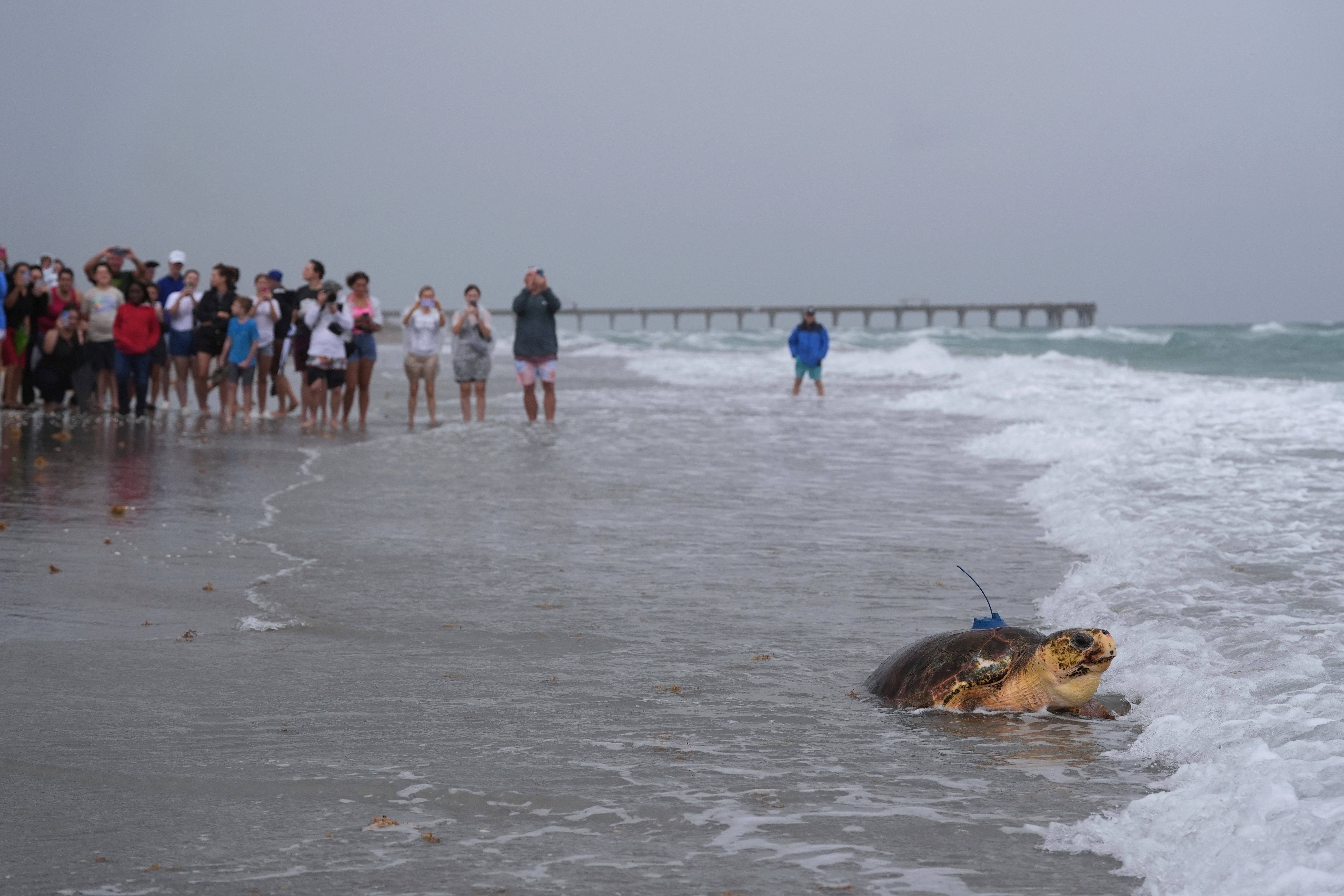 Turtle Release