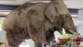 Watch: Hungry elephant storms shop to help himself to food