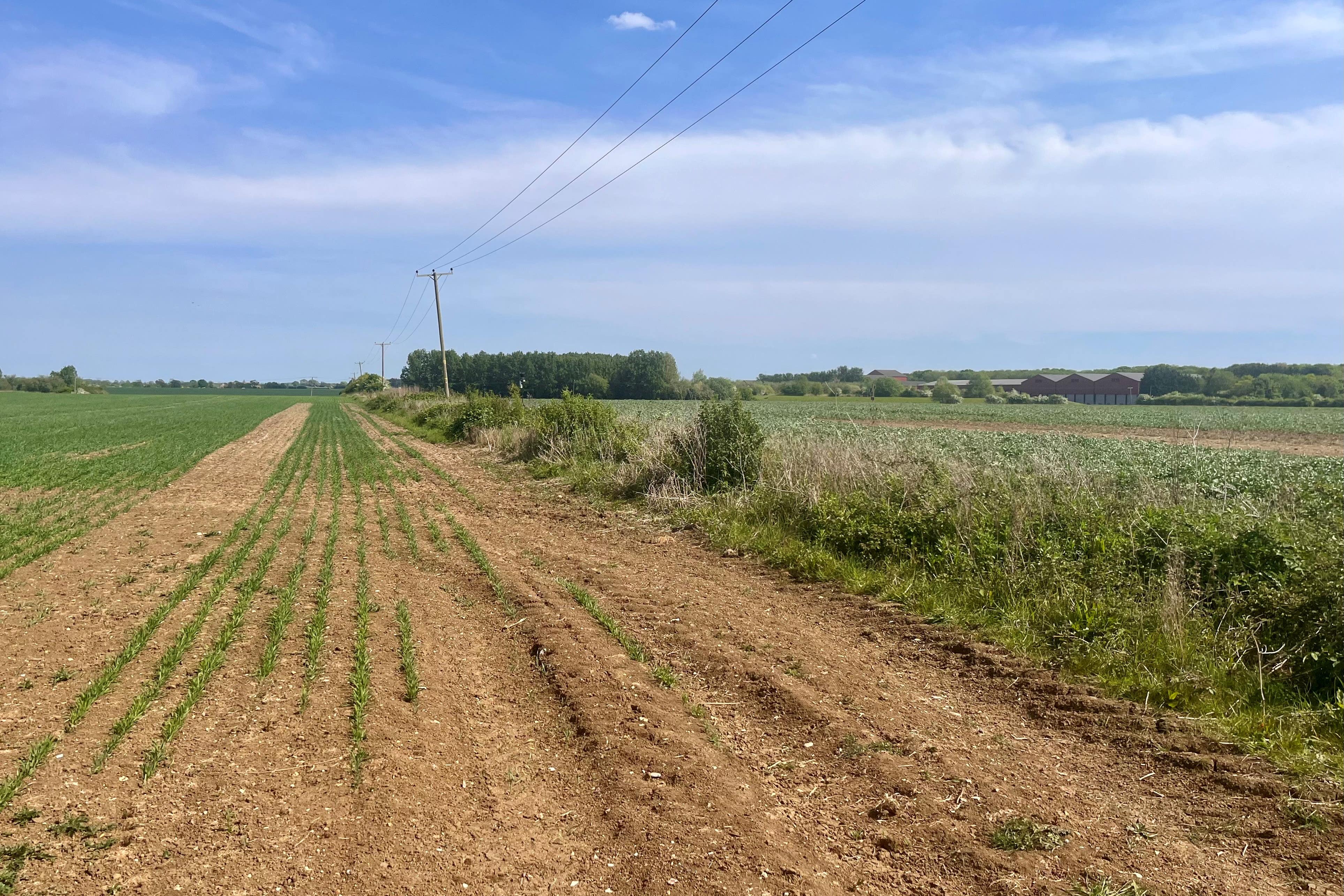 Arable crops have struggled in the hot dry spring (Emily Beament/PA)