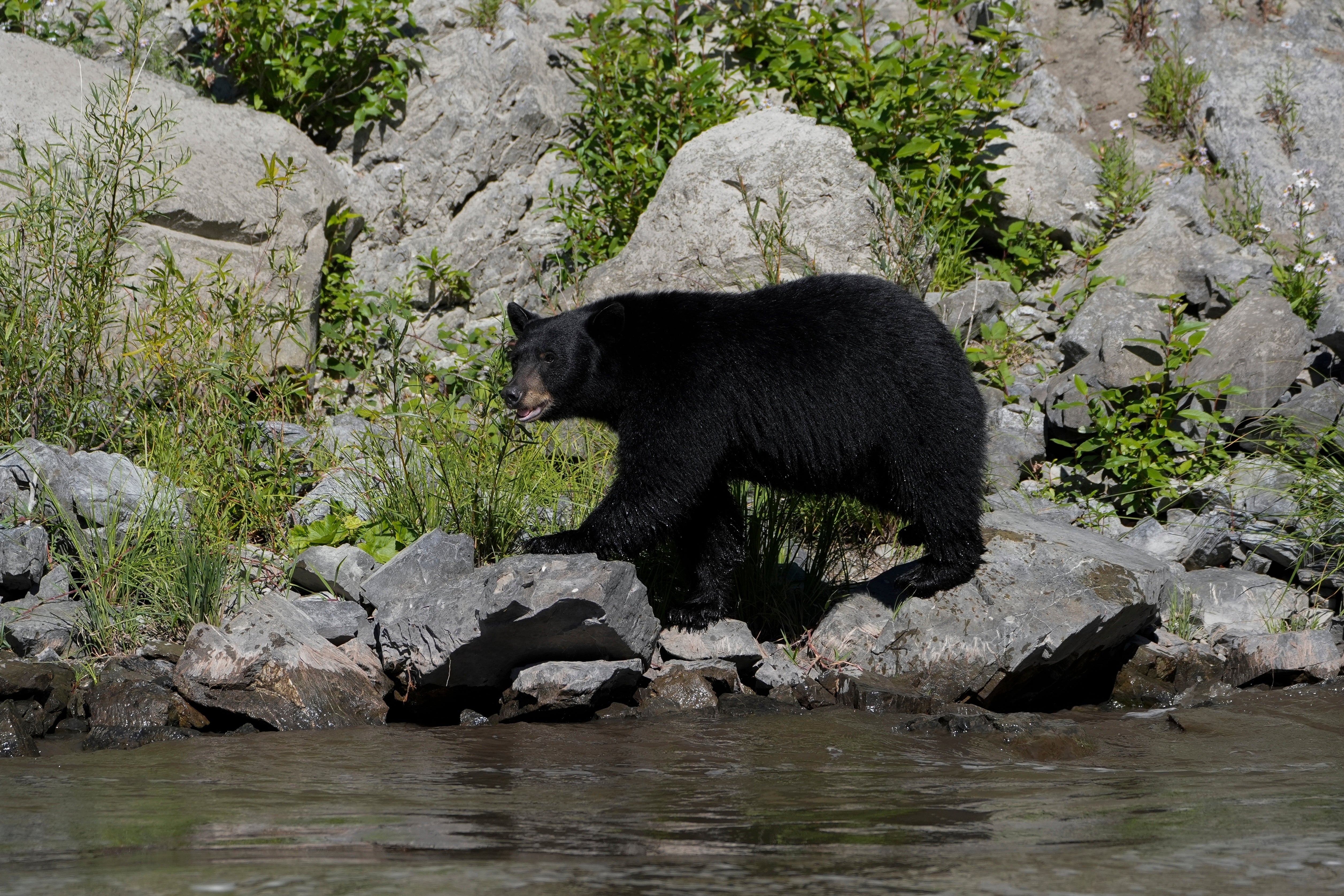 Climate California Tribe Land Back