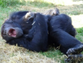 Scientists perplexed to find chimpanzees can ‘catch’ yawns – even from robots