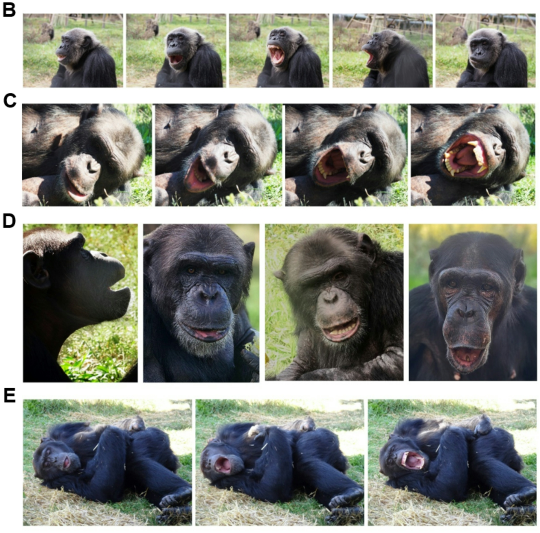 Examples of chimpanzees exhibiting yawning and lying down behaviour.