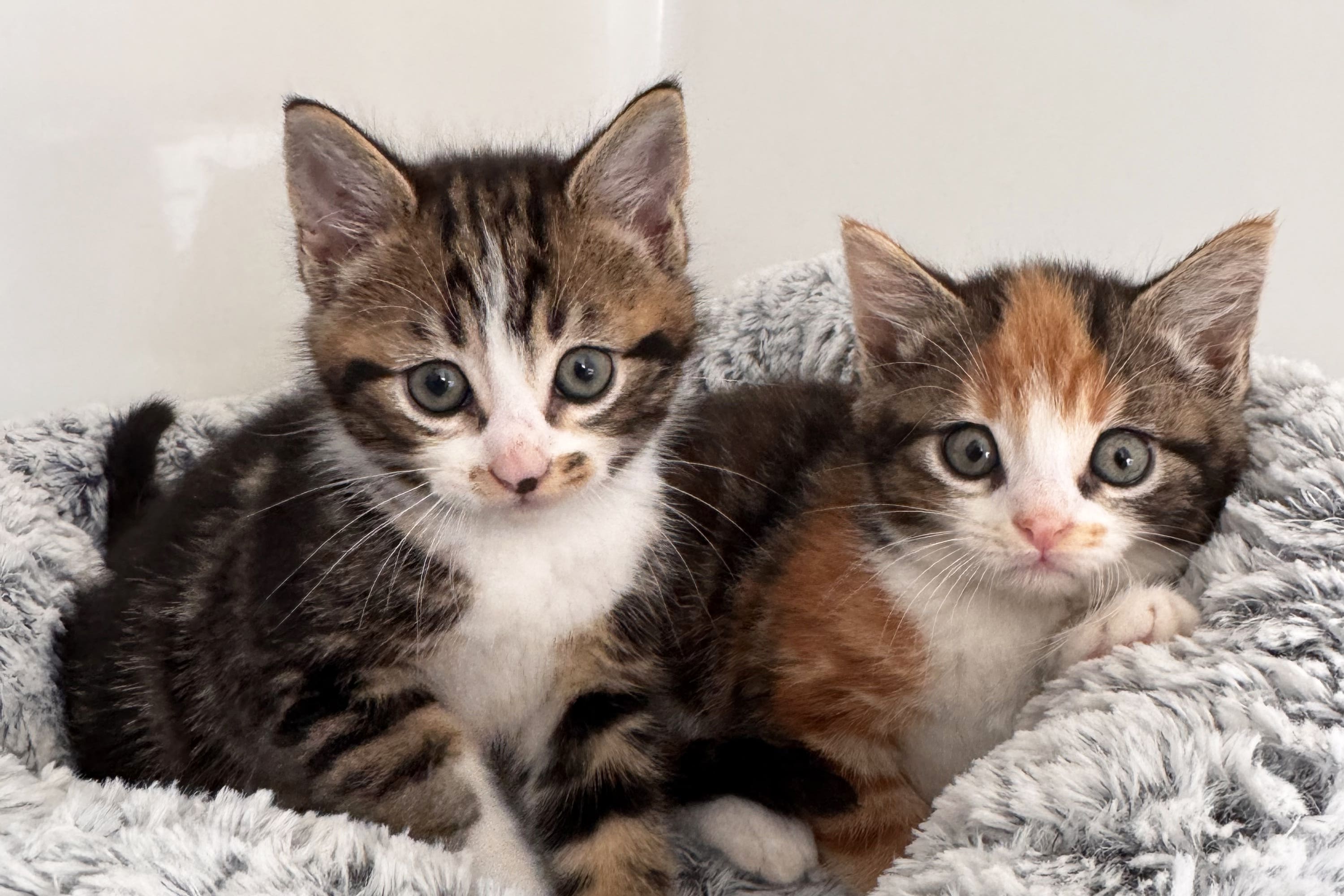 Badger, Squirrel, Fox and Rabbit, four kittens being cared for by the animal charity in Cornwall after their mother saved three of them from danger before being killed on a road