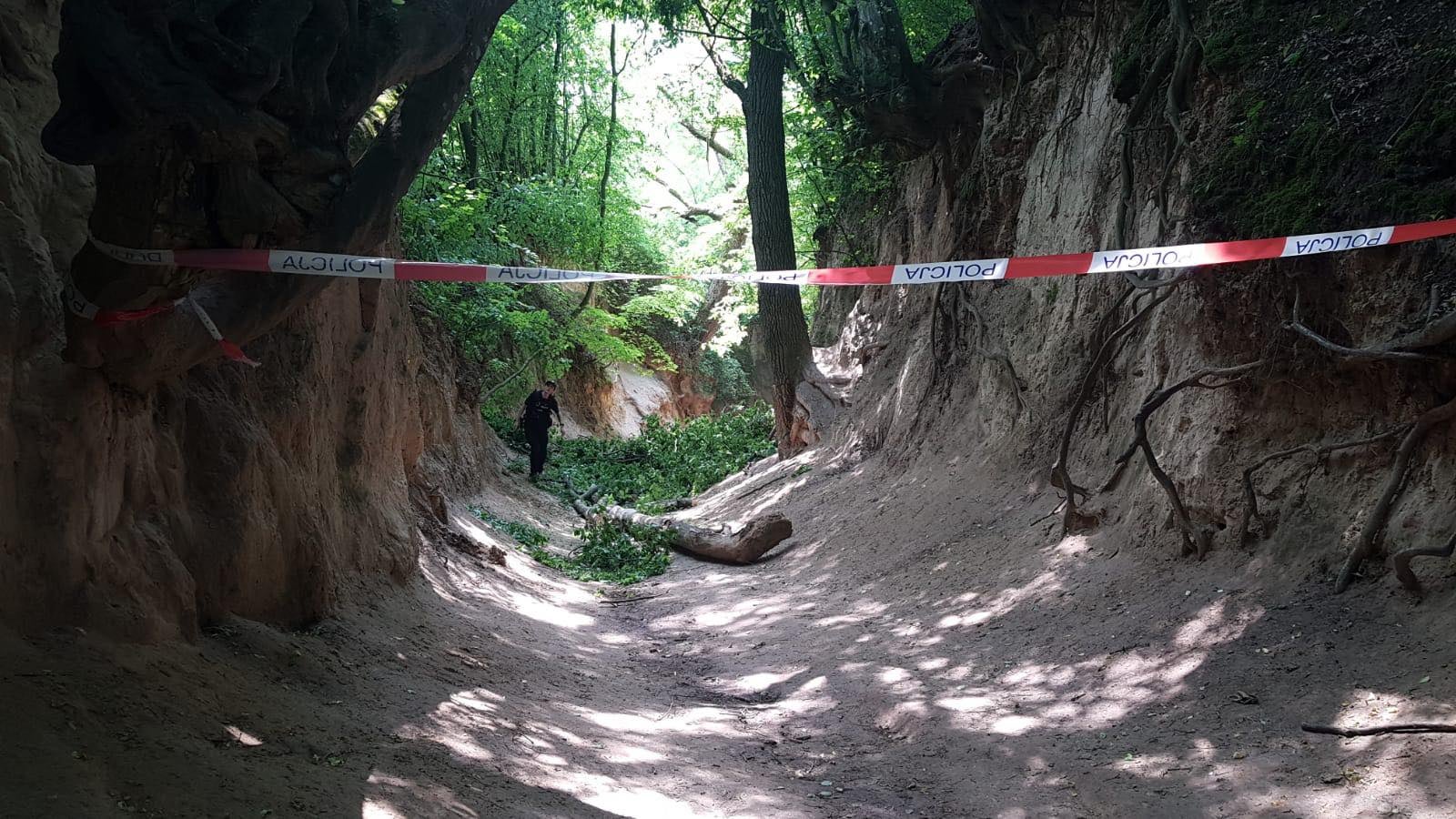 The group hit by the branch included 43 children aged 11 to 12 and their four caregivers who were on a school trip