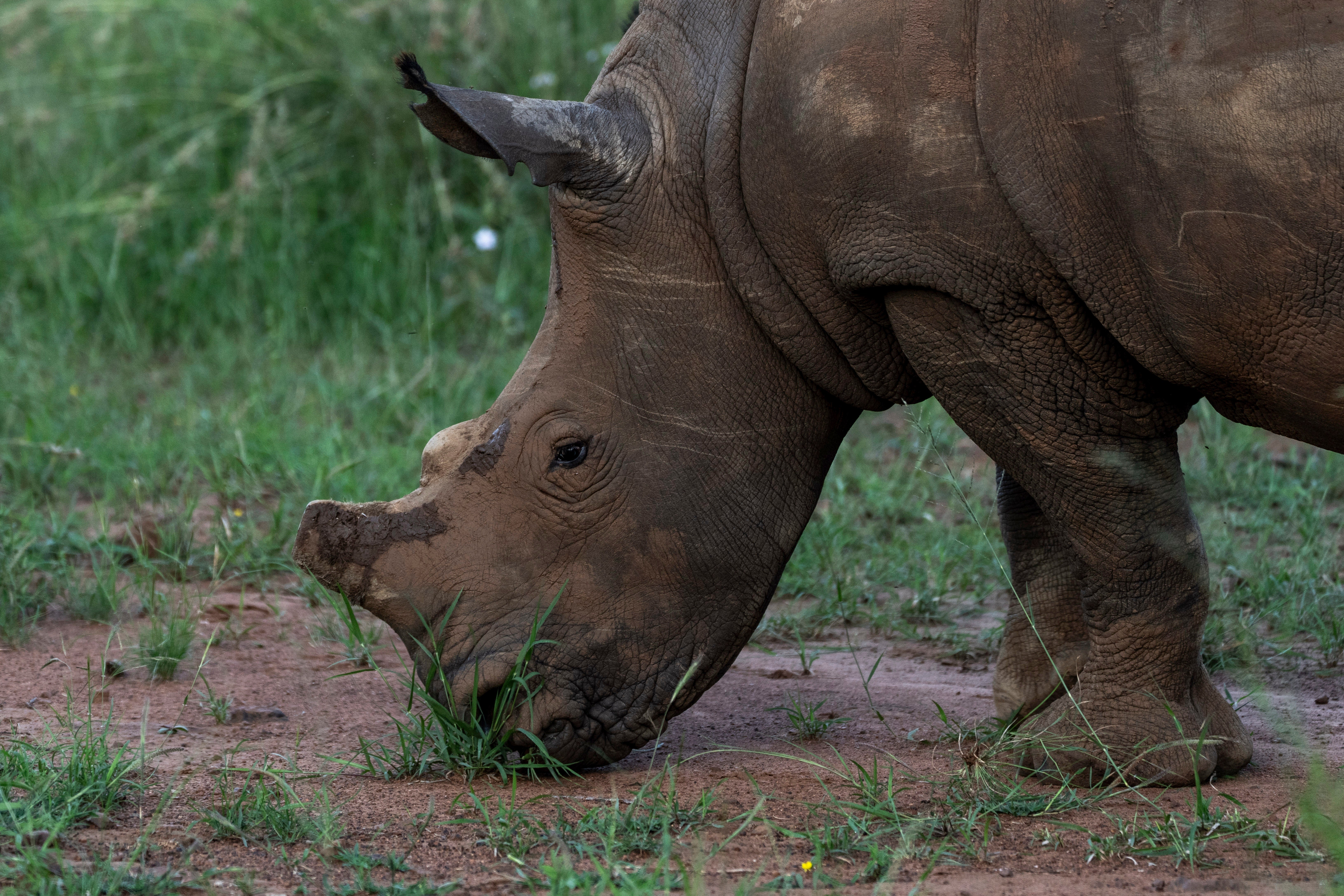 South Africa De-horning Rhinos