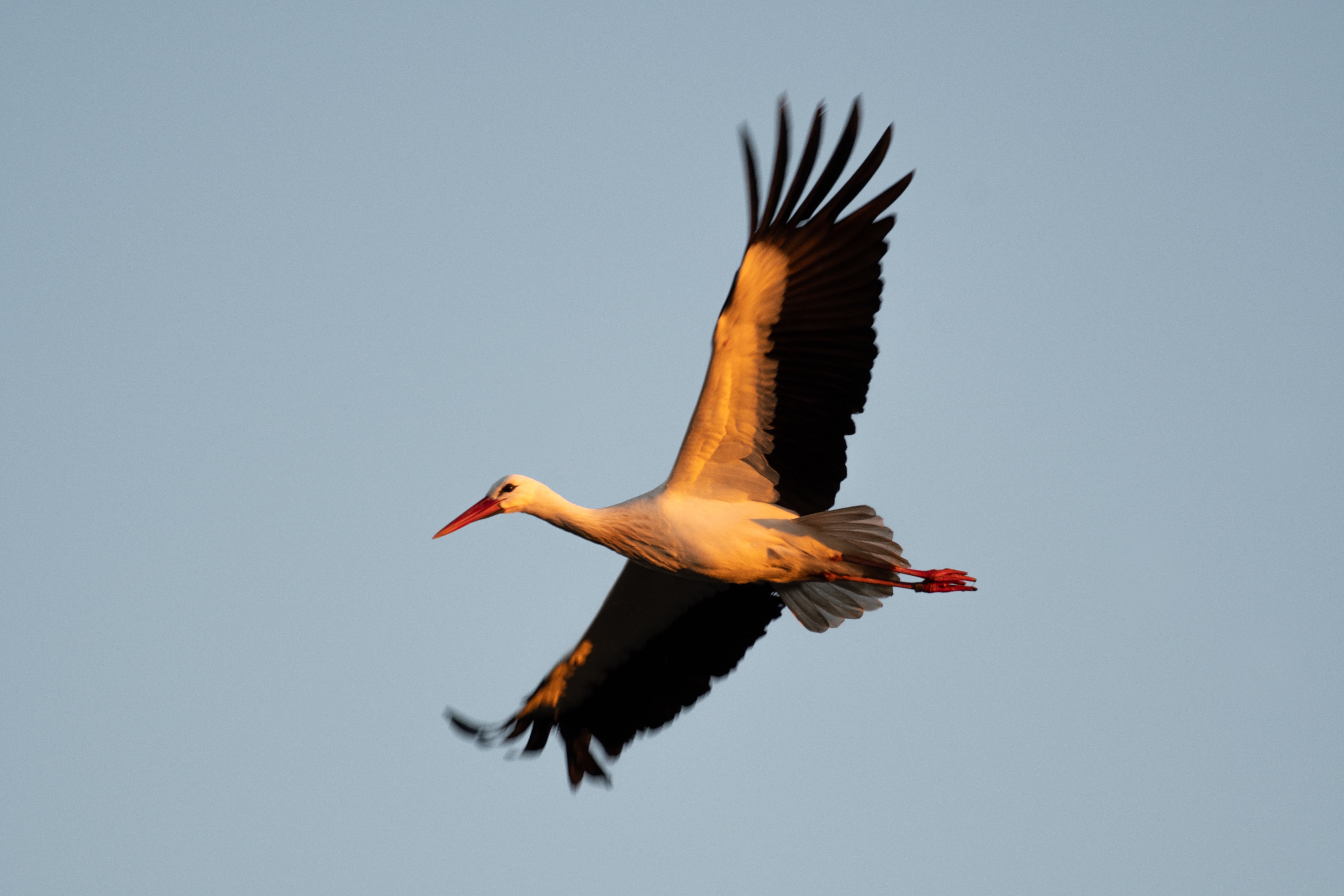 Storks can be seen in the skies above Knepp (Charlie Burrell/Knepp/PA)