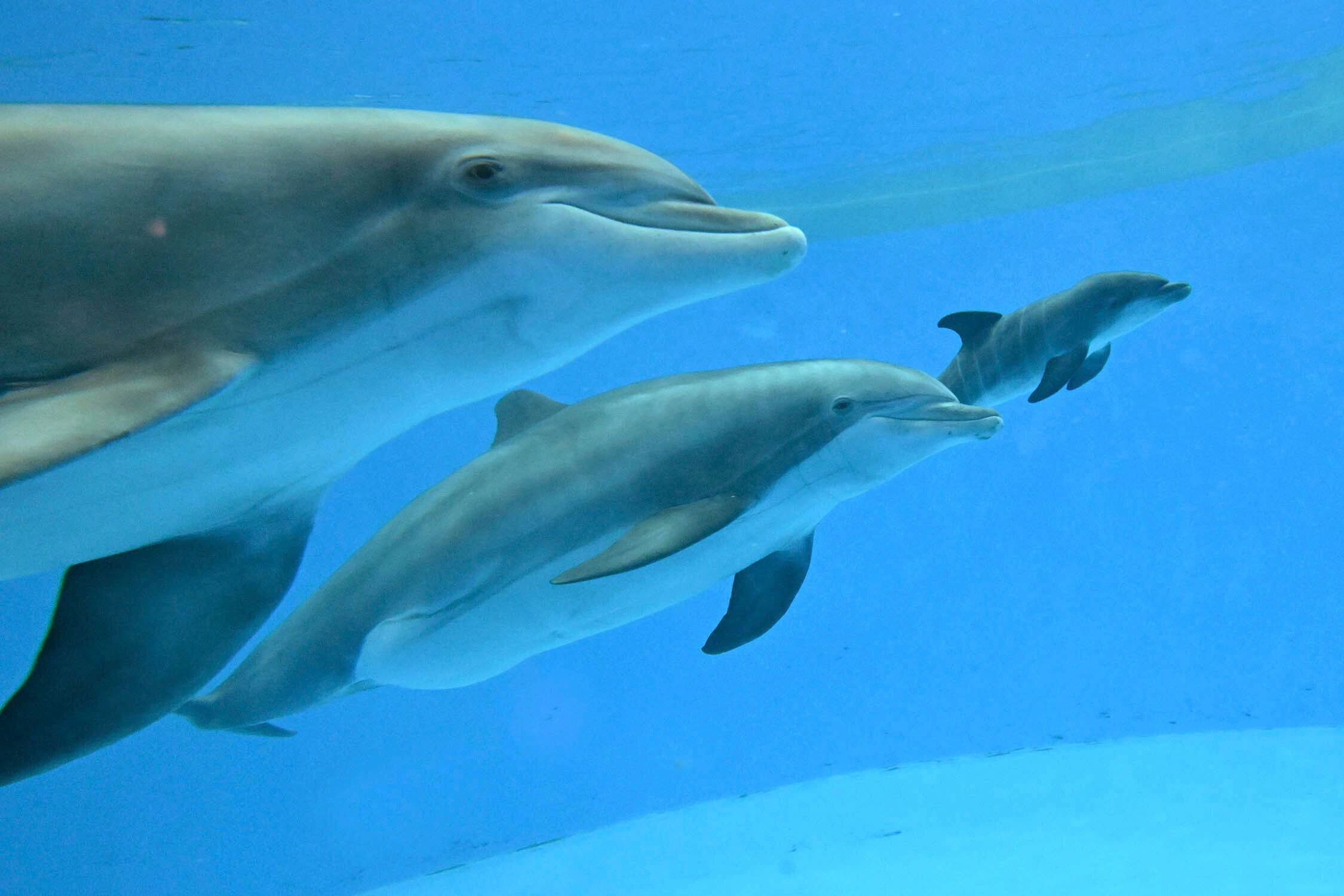 Dolphin Calf Birth