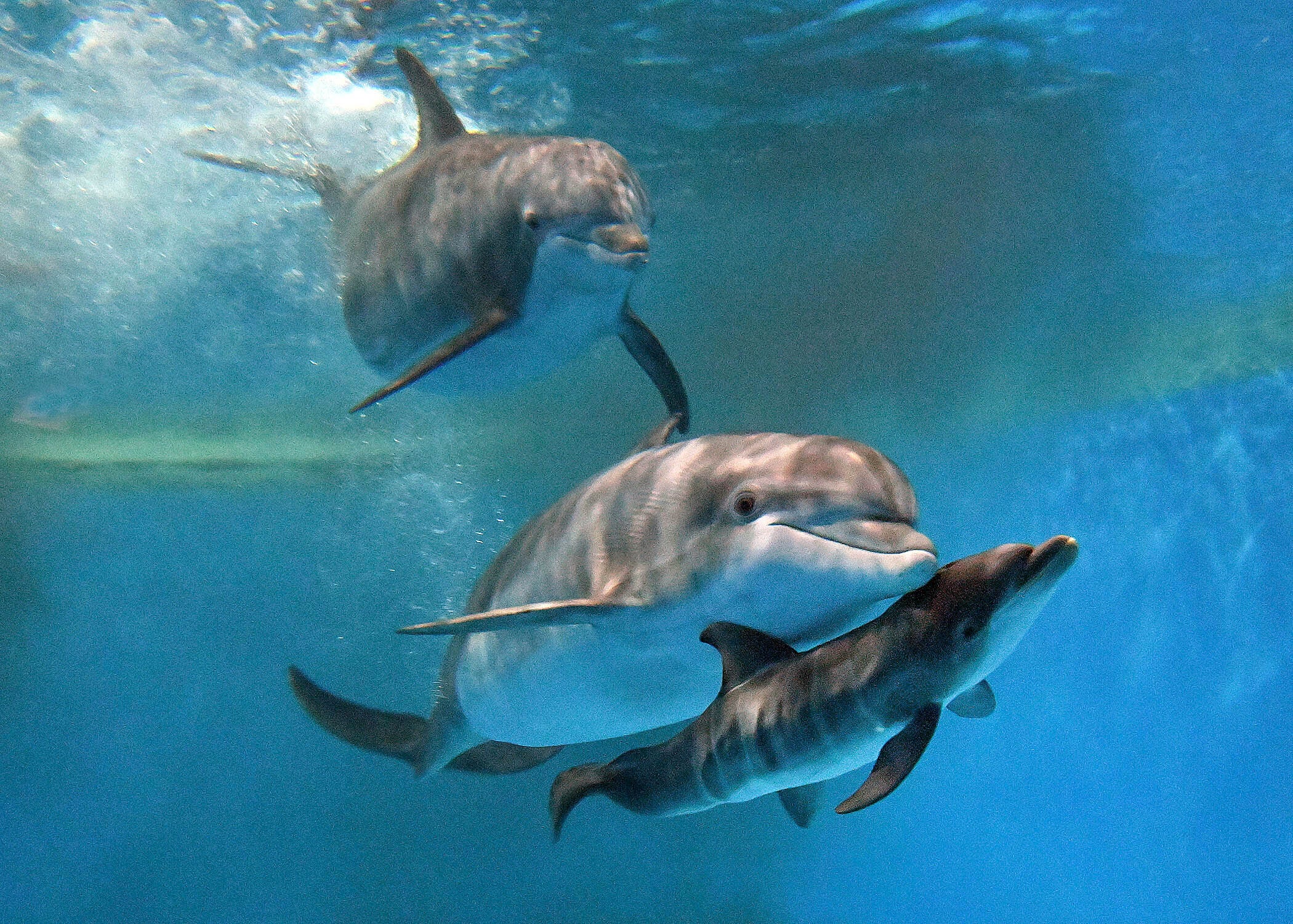 Dolphin Calf Birth