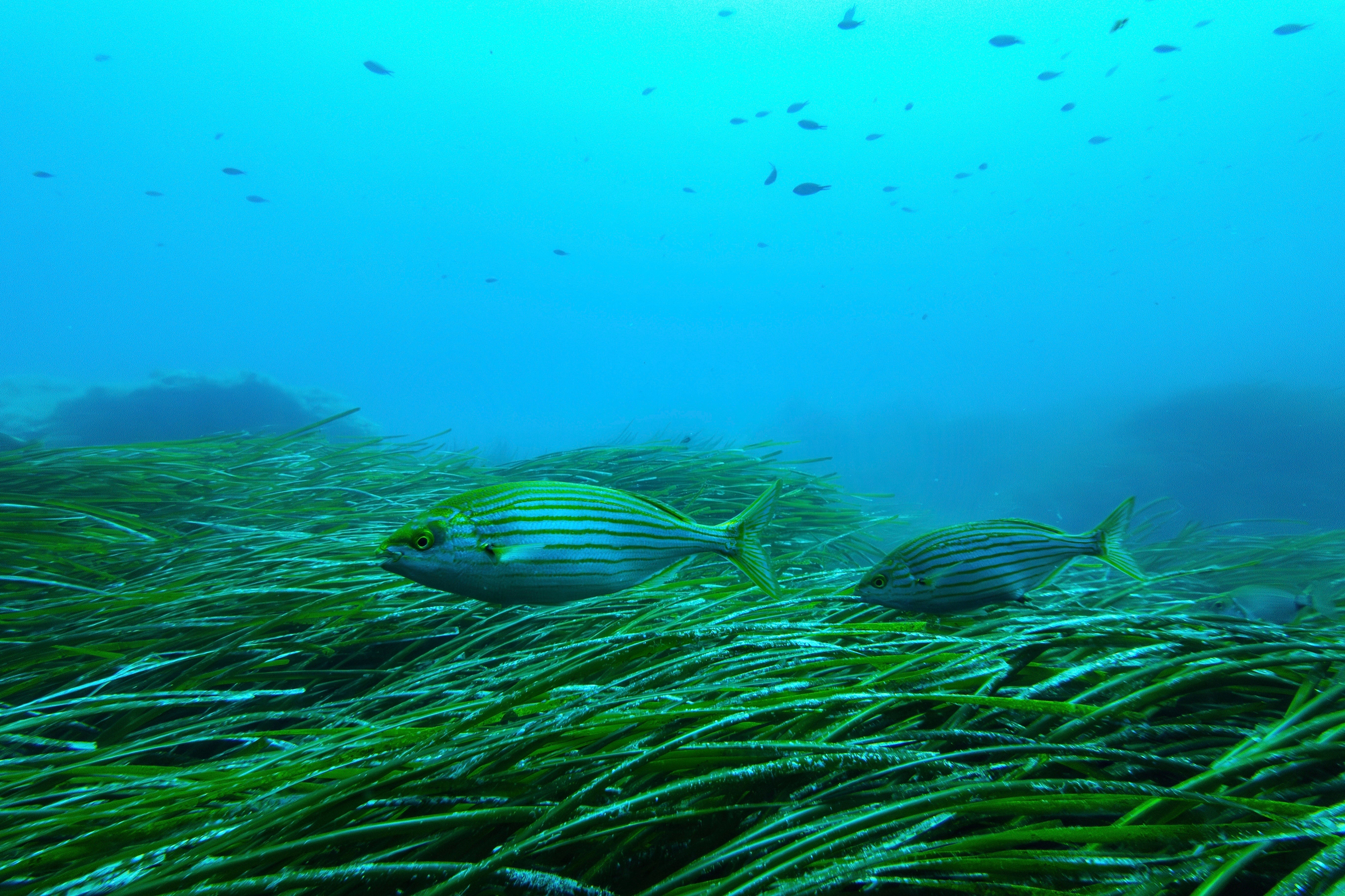Climate France UN Ocean Conference