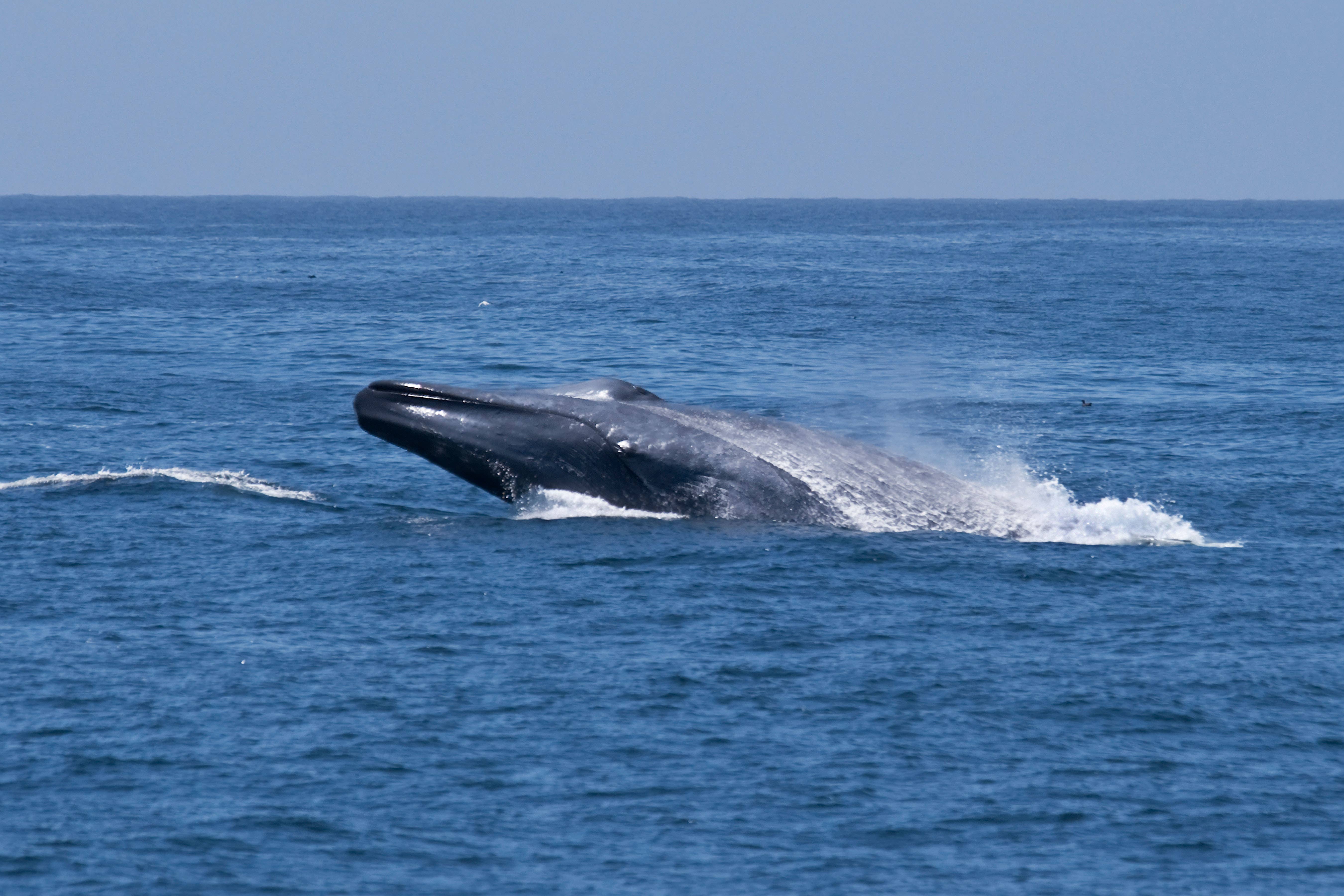 The UN Ocean Conference kicks off in Nice on Monday (Alamy/PA)