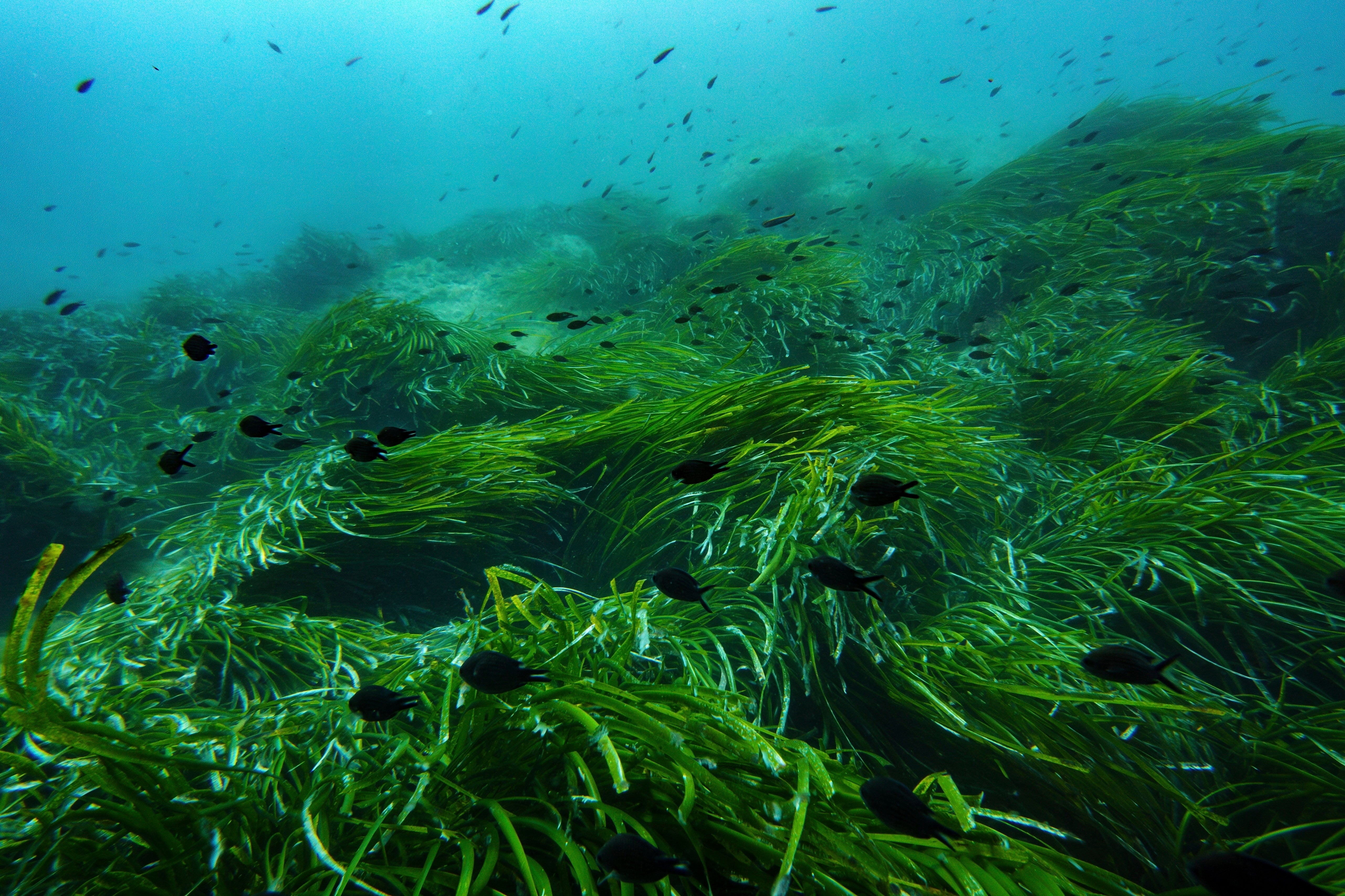 Climate France UN Ocean Conference