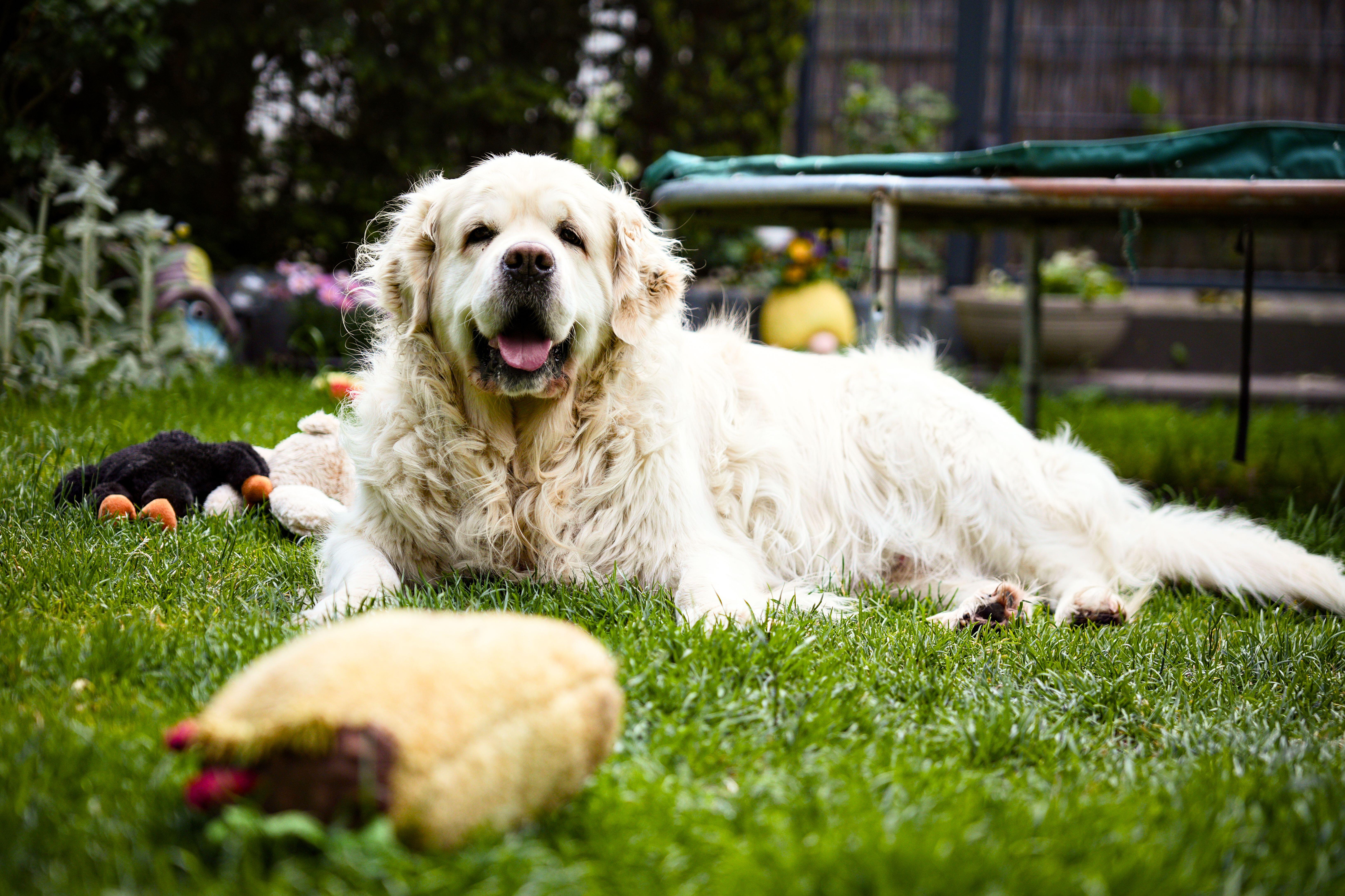 Female dogs are particularly bad for lawns