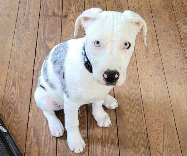 Apollo was described by his owner as ‘the love of our lives’