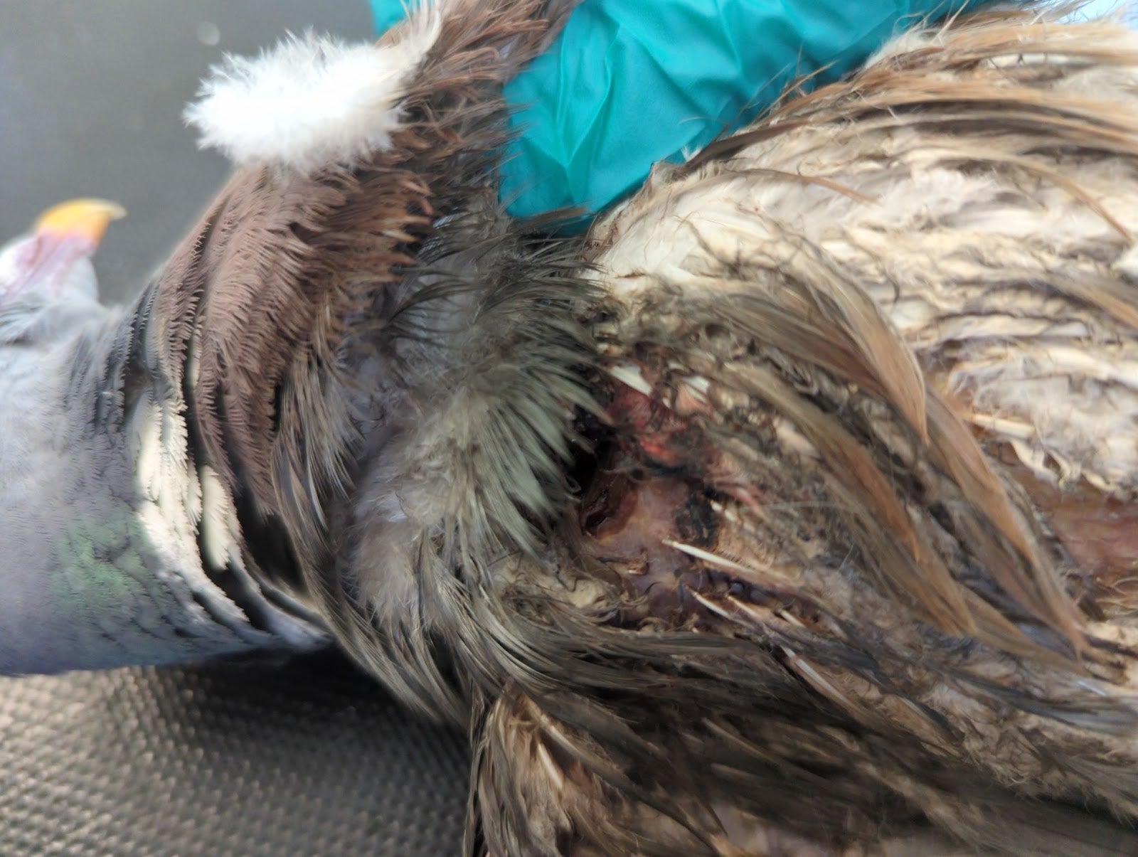 The wood pigeon had suffered a serious injury to its wing