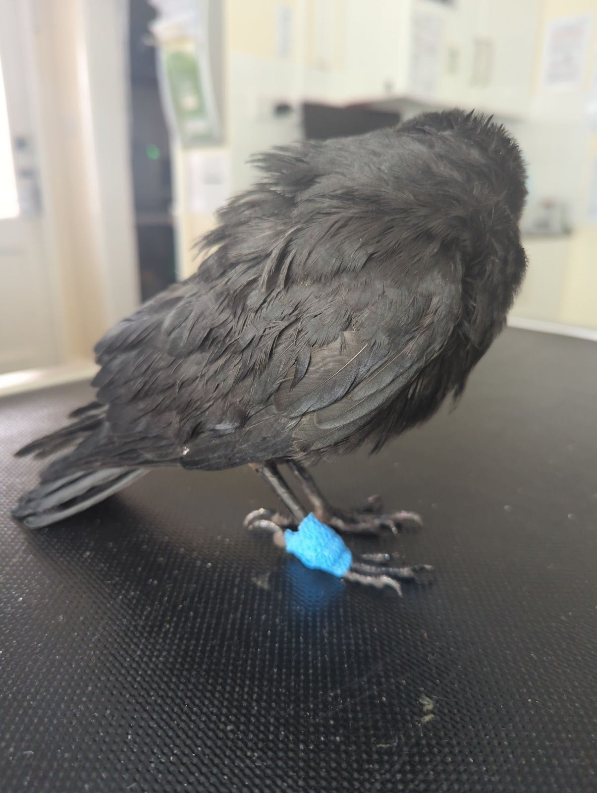 Lee Jefferson had failed to seek medical treatment for two wild birds he was keeping in his house