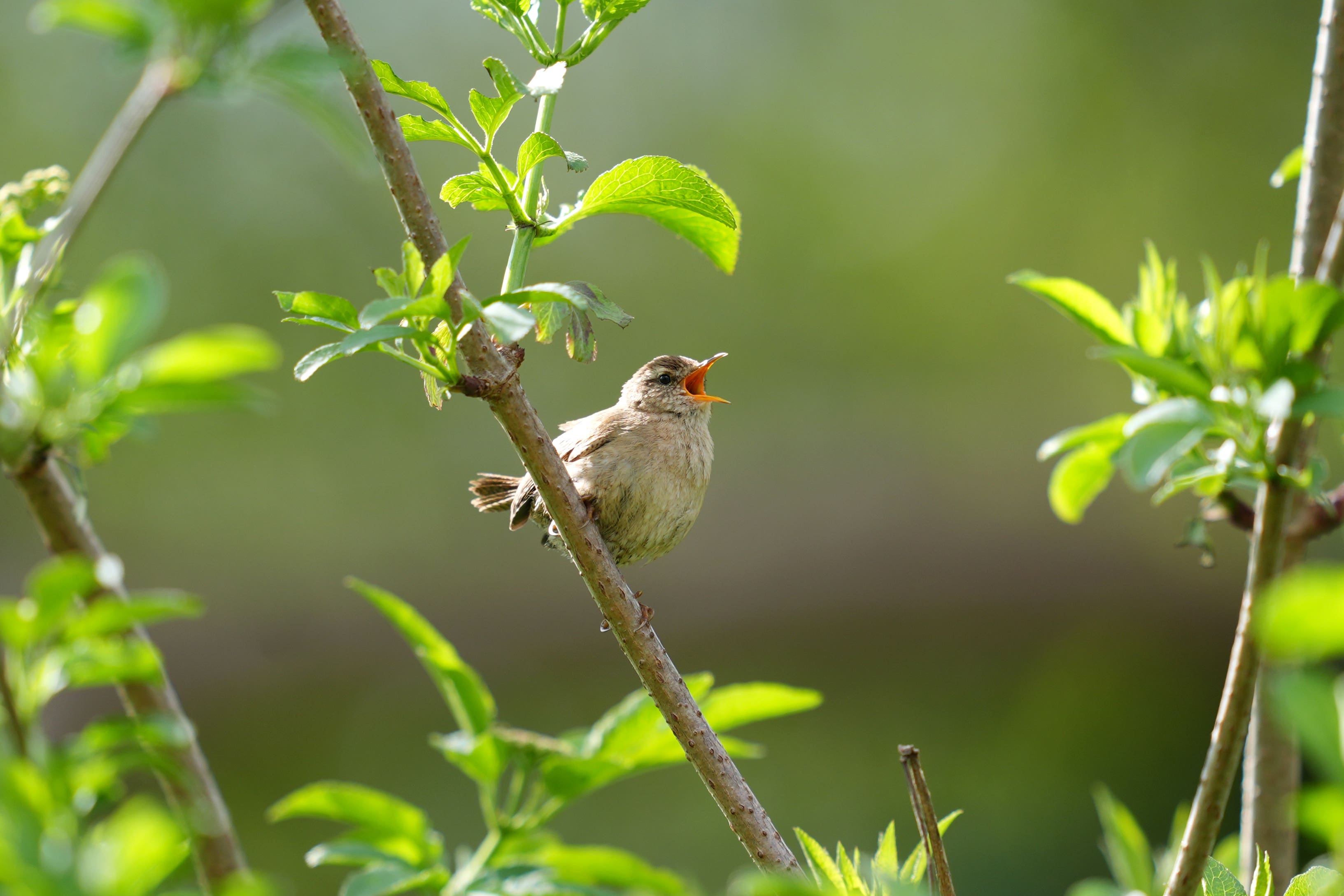 The Government has a legal obligation to maintain populations of wild birds and ensure they have enough suitable habitats (Ben Whitley/PA)