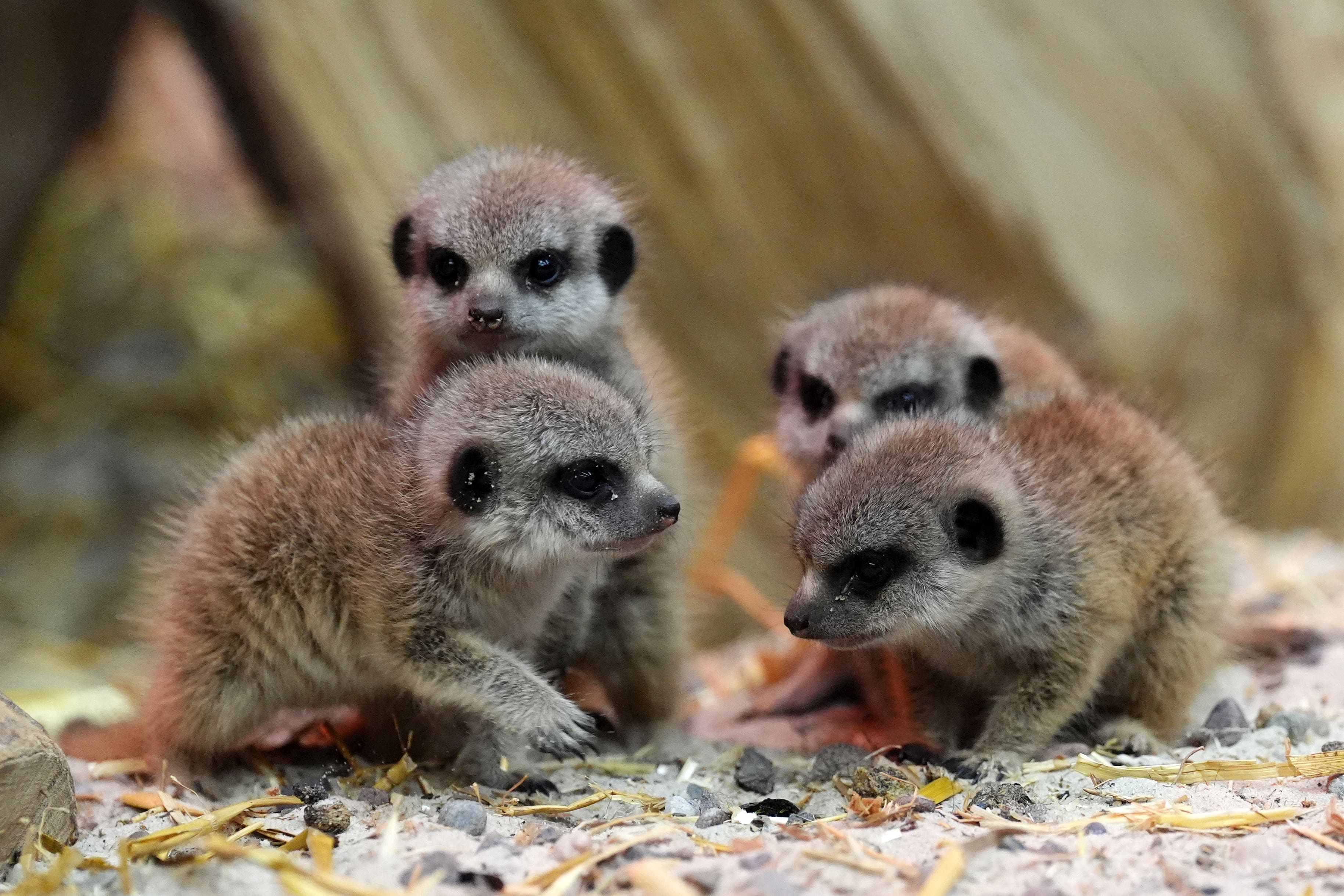 The meerkat pups were born last month (Andrew Milligan/PA)
