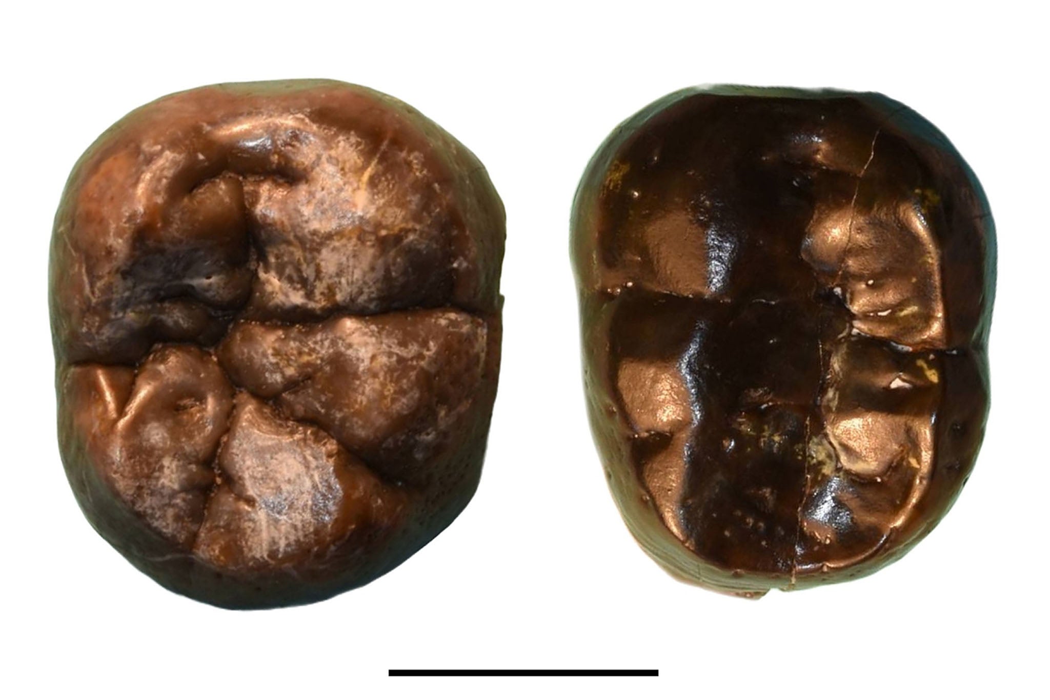 Tooth pits were first identified in the South African species Paranthropus robustus