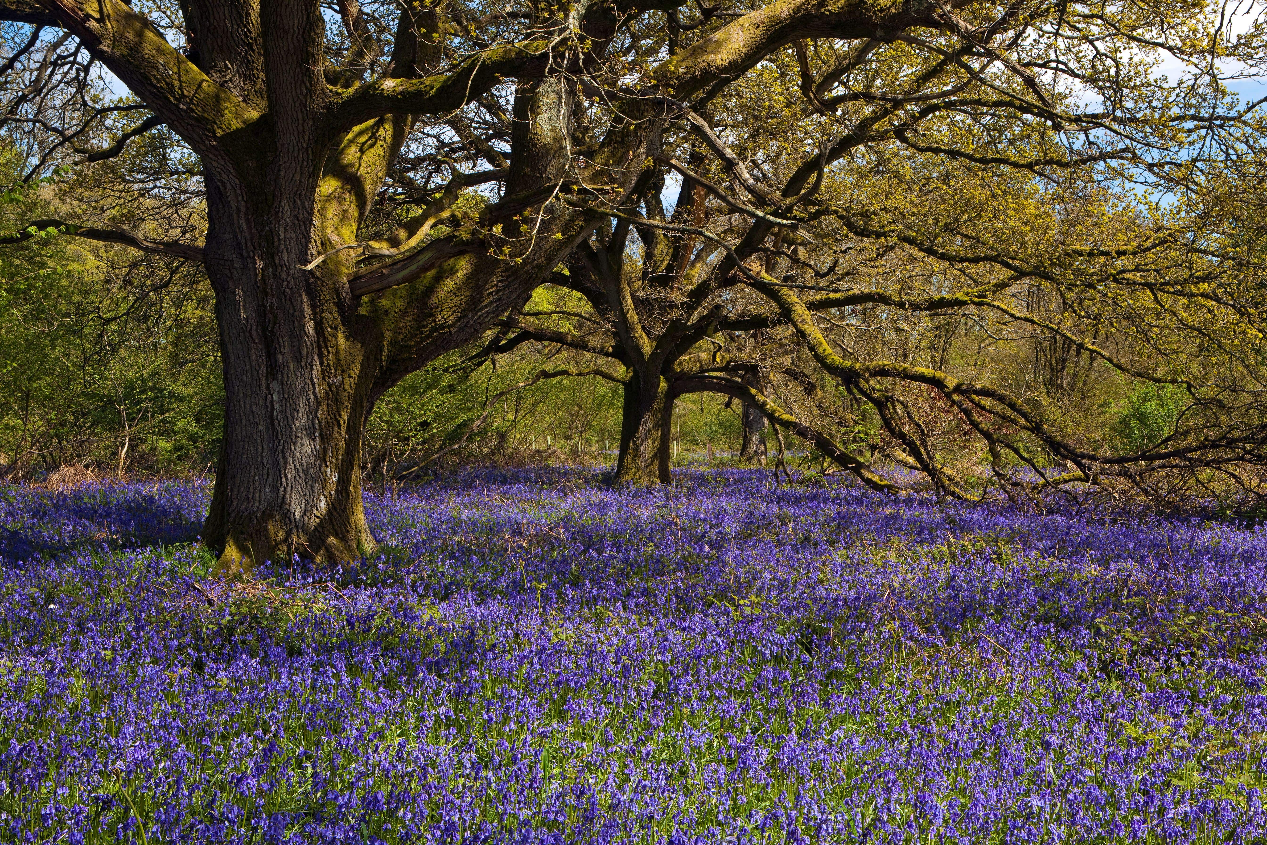 The Woodland Trust warned that healthy woodlands are key to UK plans for tackling and mitigating the effects of climate change (Woodland Trust/Ken Leslie)