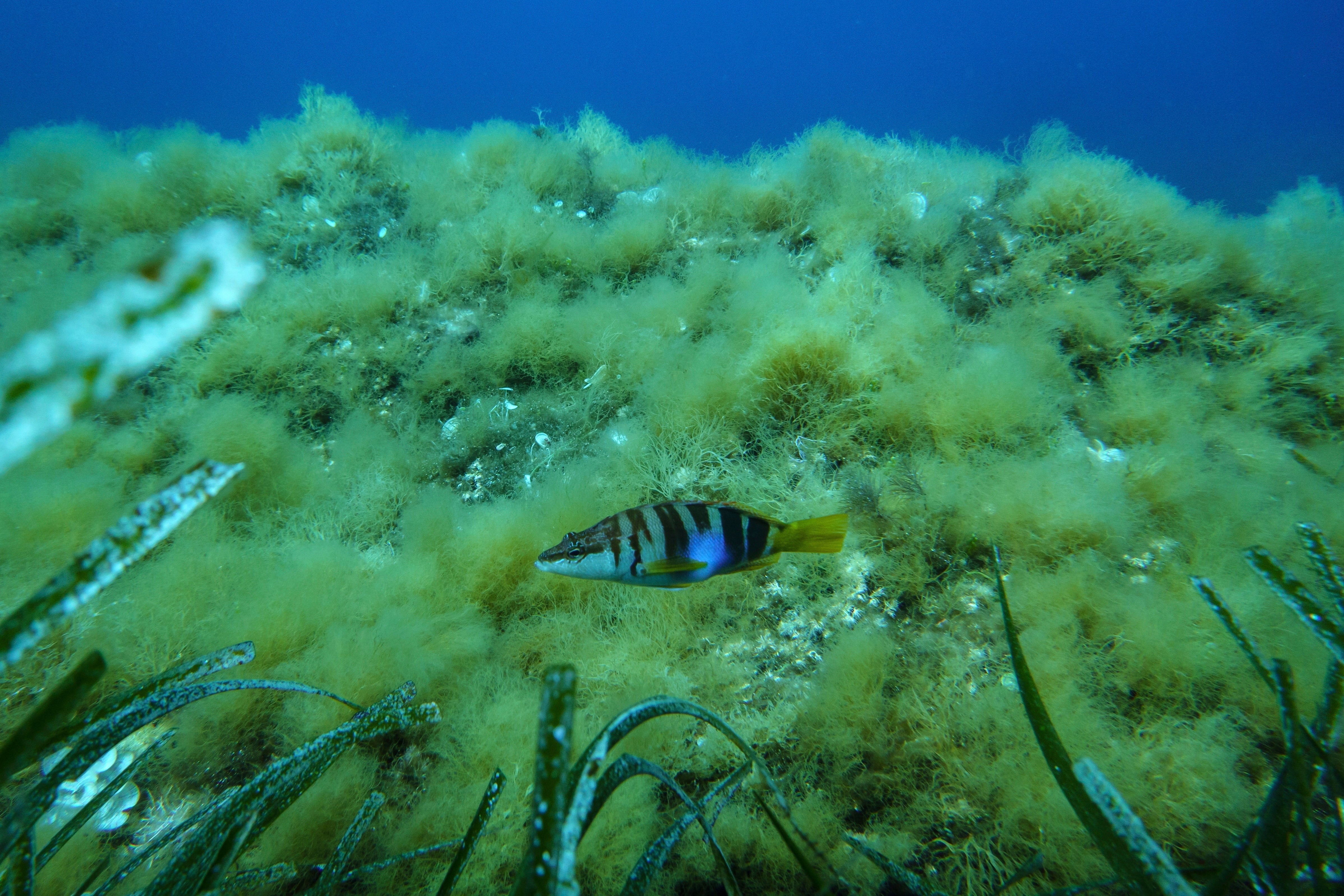 Climate France UN Ocean Conference