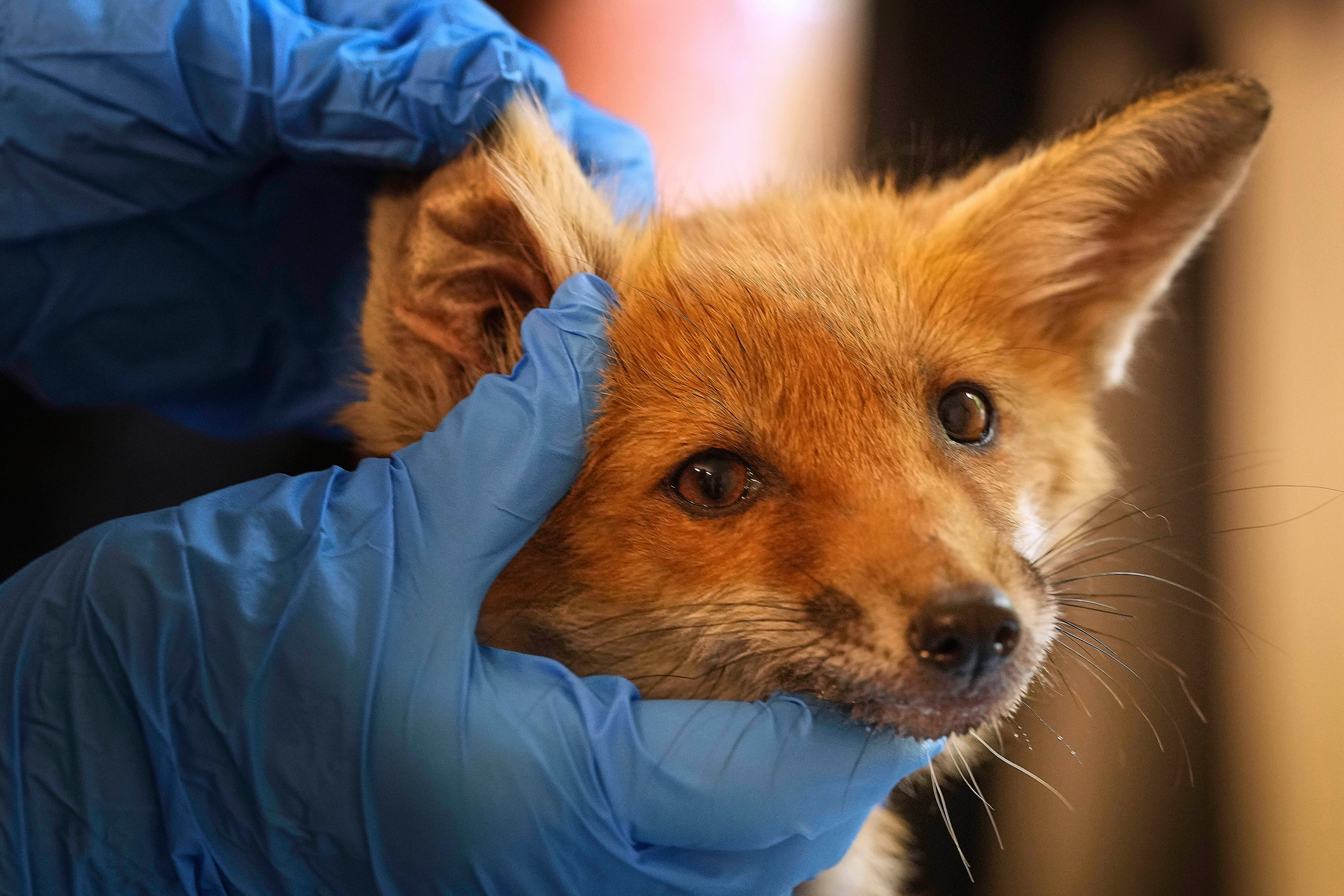 Britain Fox Rescue