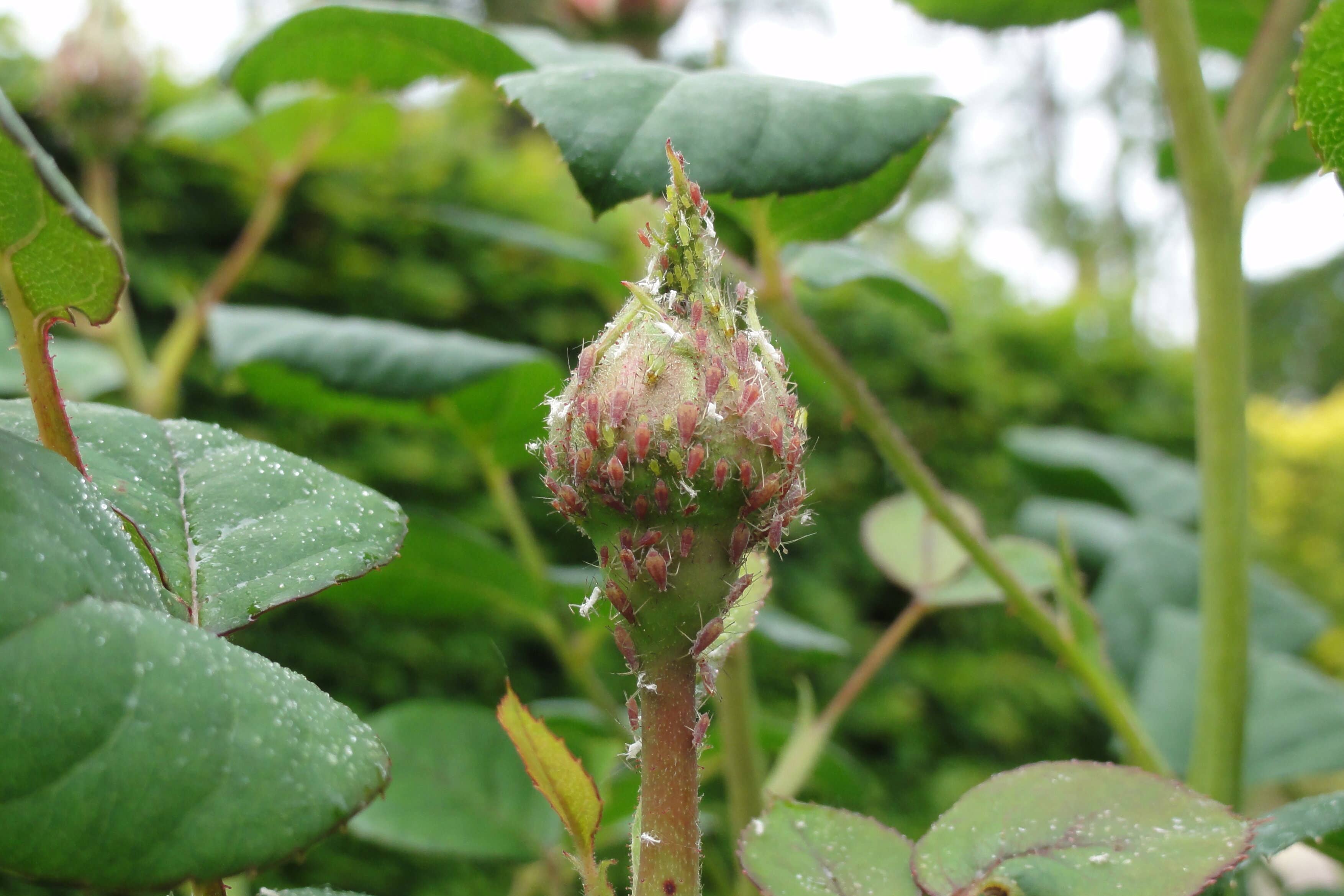 Aphids can be seen thriving on a rose bud