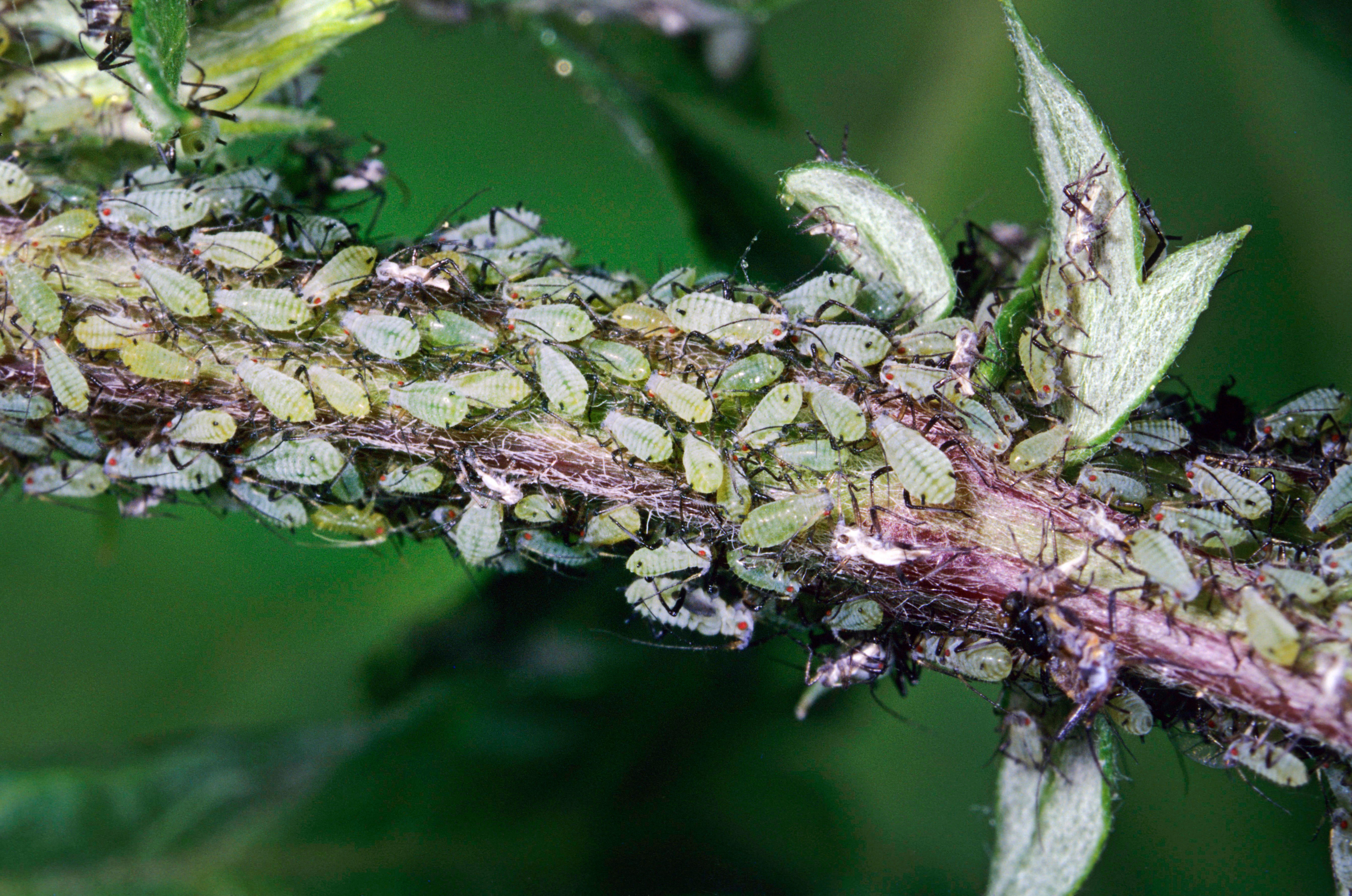 A colony of aphids on a plant stem