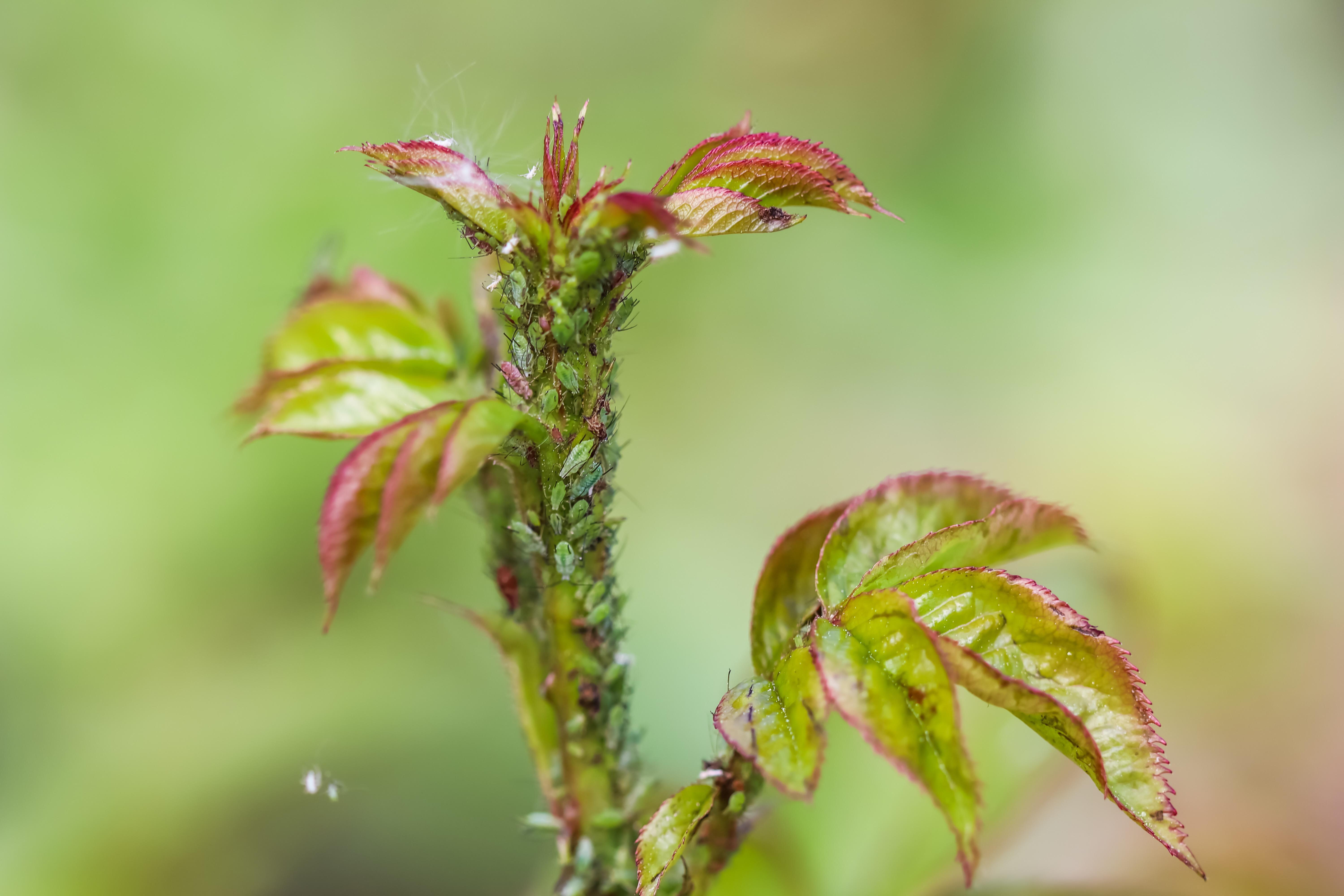 Green and pink aphids on roses