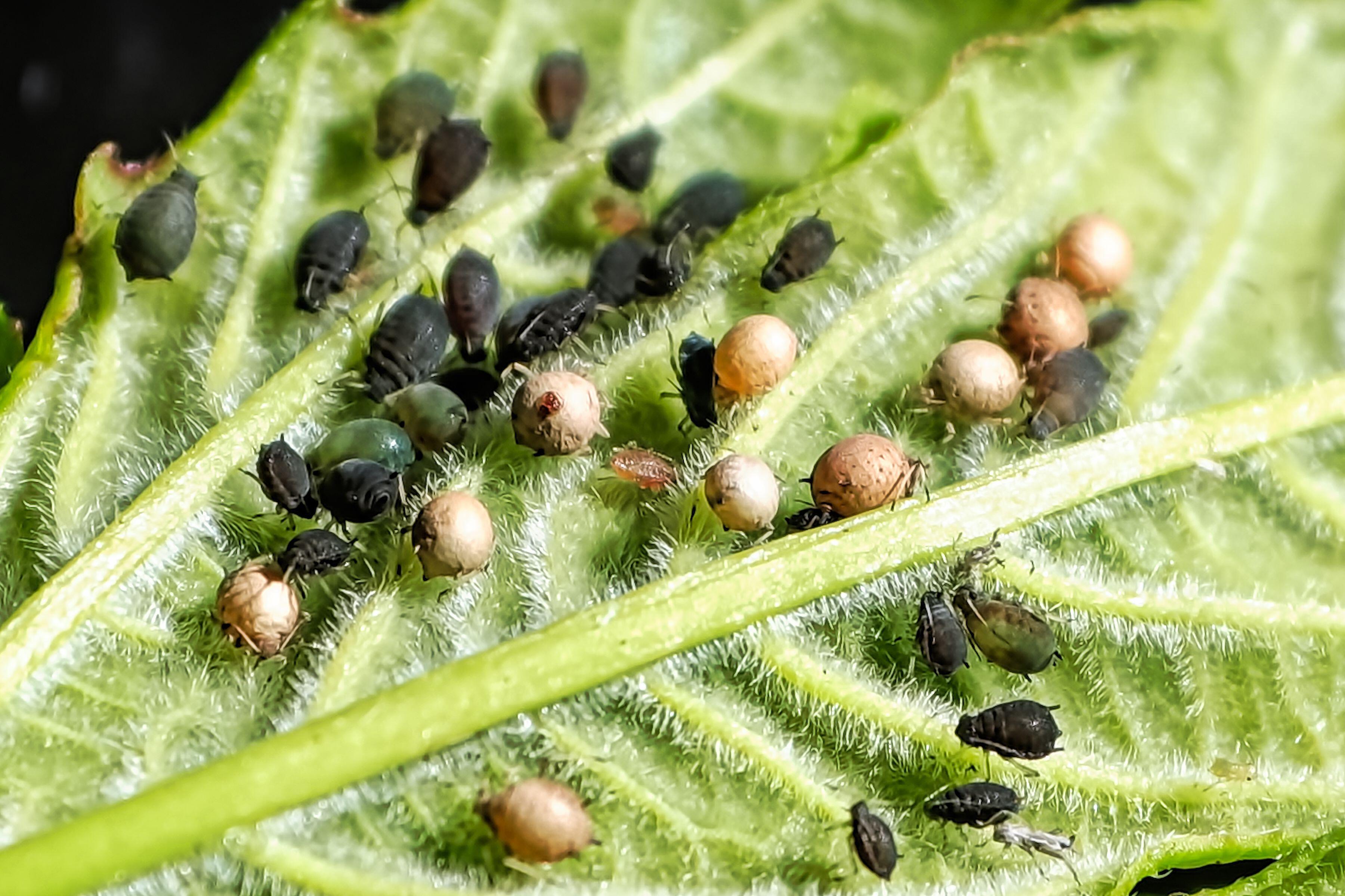 Parasitoids invade aphids