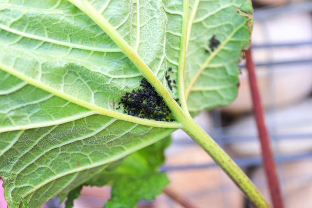 <p>Aphids, seen here on the underside of a leaf, are rife this summer</p>