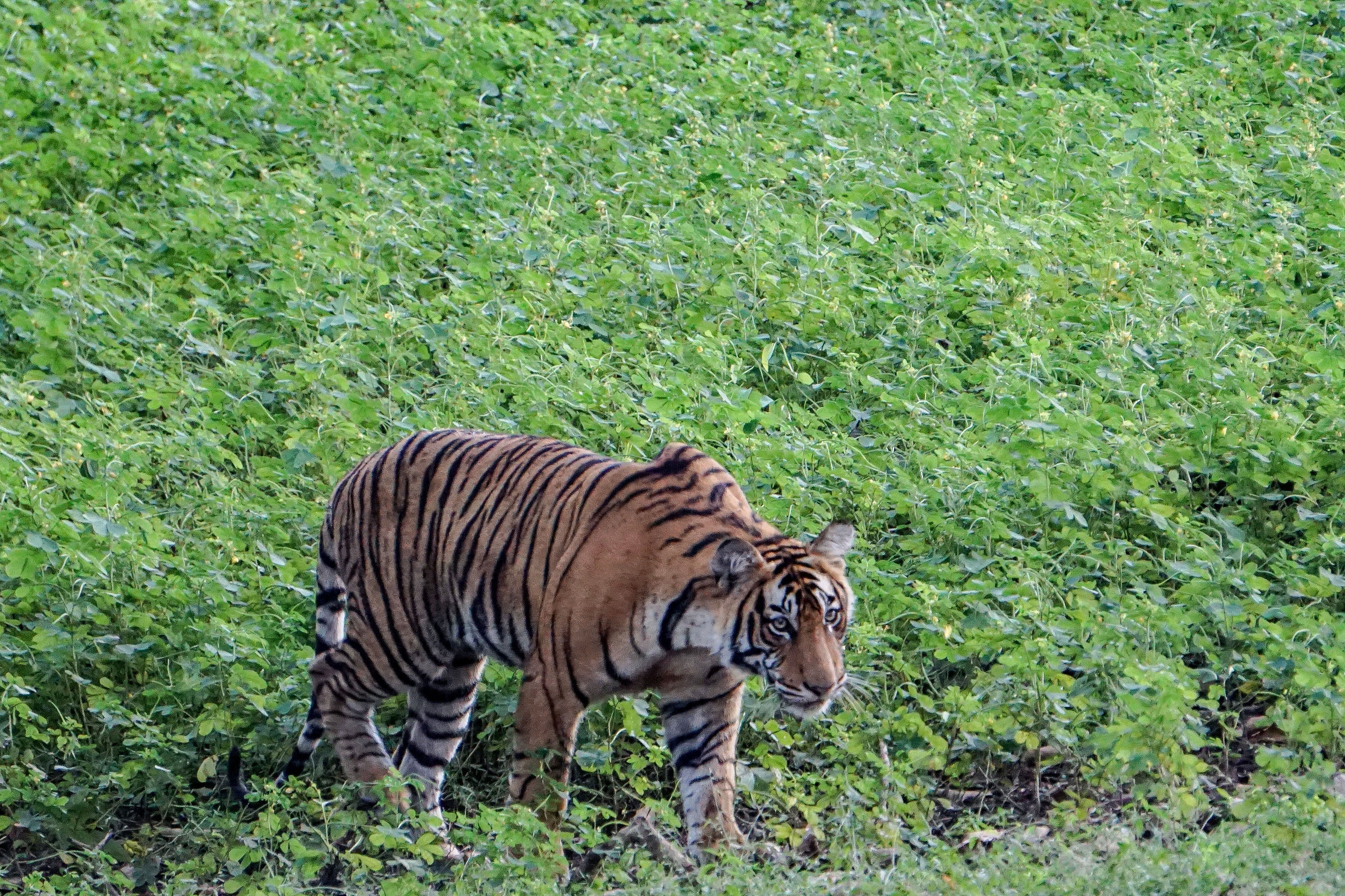 Kerala is urging federal government to amend the Wildlife Protection Act to permit elimination of all wild animals identified as 'maneaters'